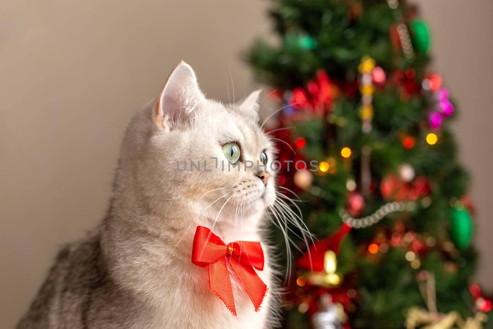 A portrait of a charming white cat in a red bow tie sits near a Christmas tree, looks to the side. Copy space