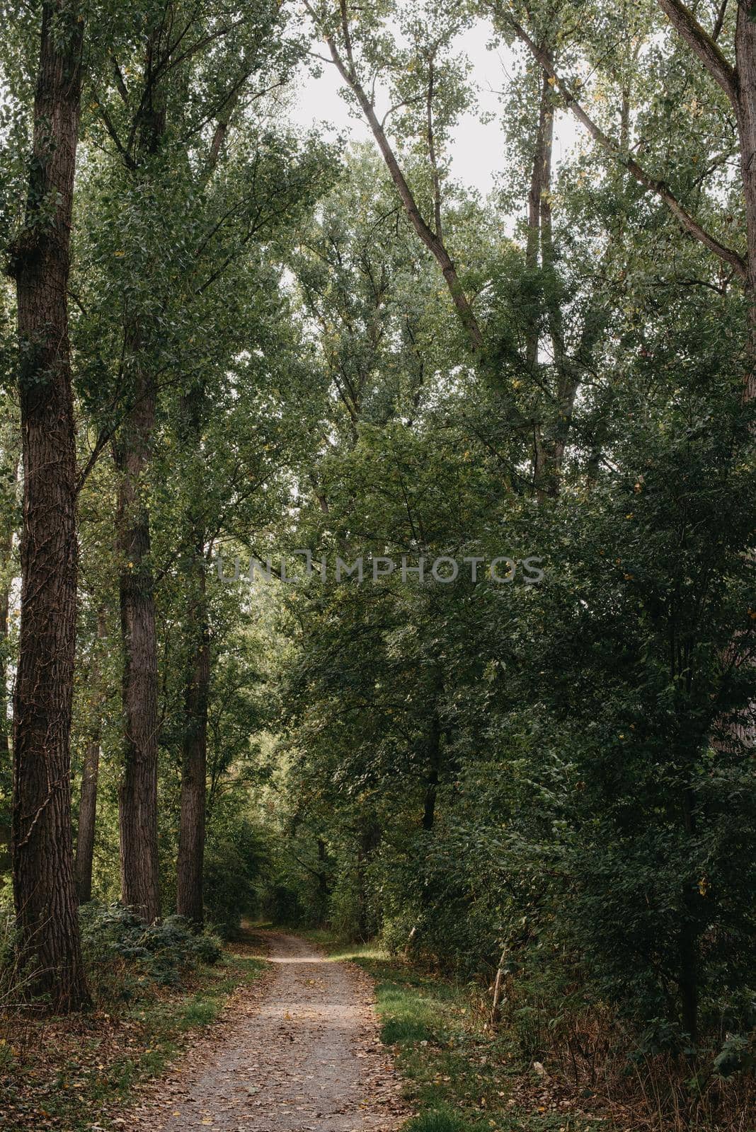 Winding gravel road through sunny green Forest. Fantastic forest trail. Trail in fantastic forest. by Andrii_Ko