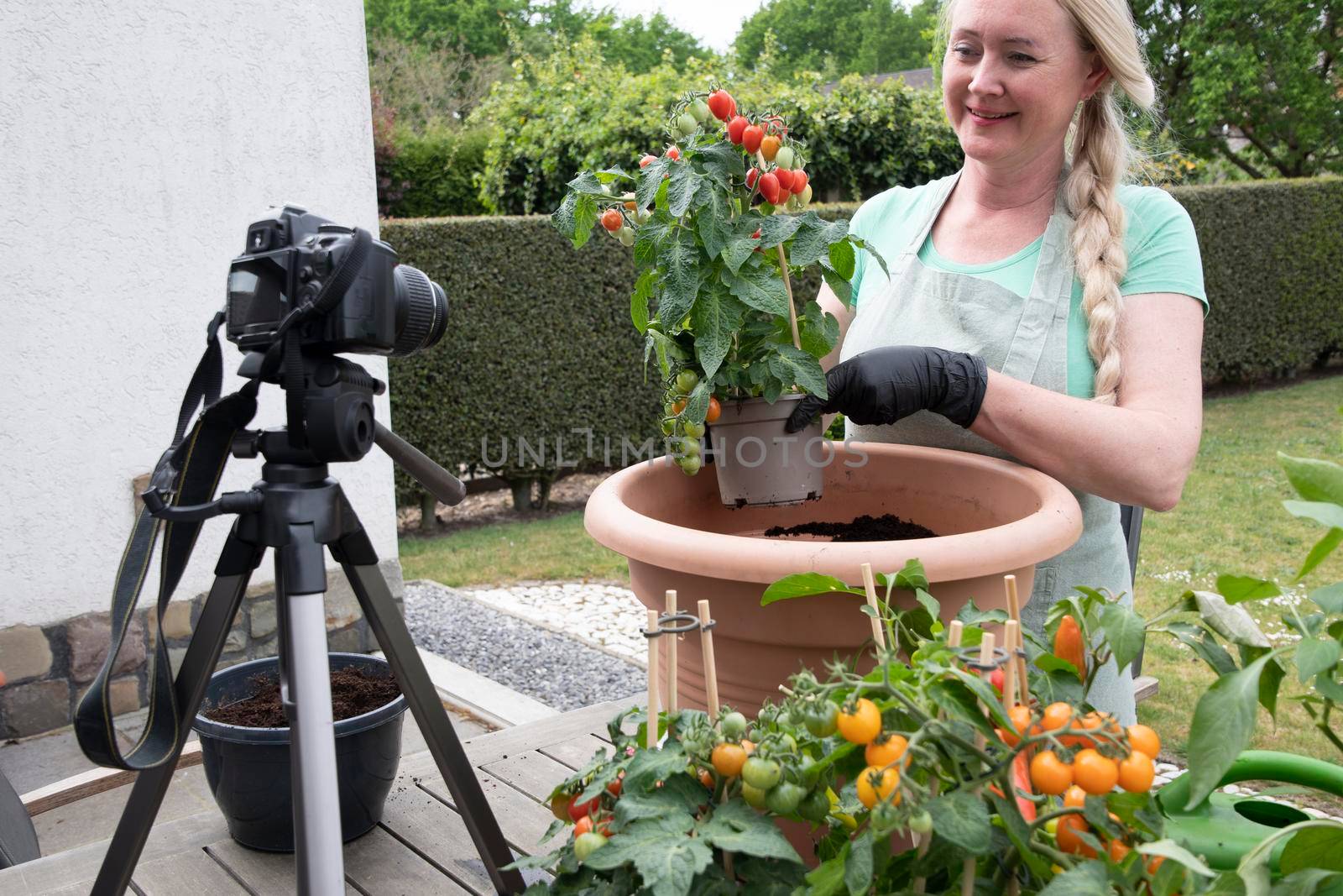 middle aged blonde woman hosts broadcast for her social media blog on gardening how to transplant seedlings of cherry tomatous into a large pot. High quality photo