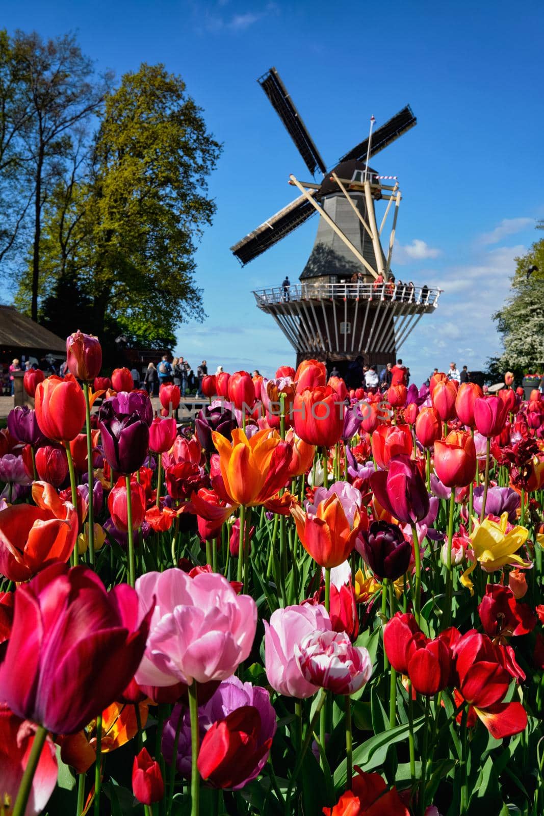 Blooming tulips flowerbed and windmill in Keukenhof flower garden by dimol