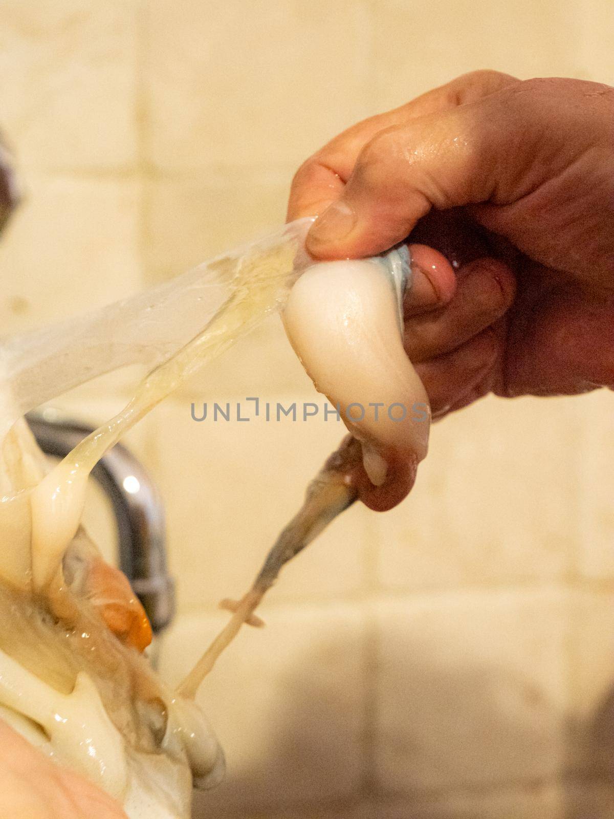 cleaning a raw adriatic cuttlefish at home in Numana, Marche, Italy