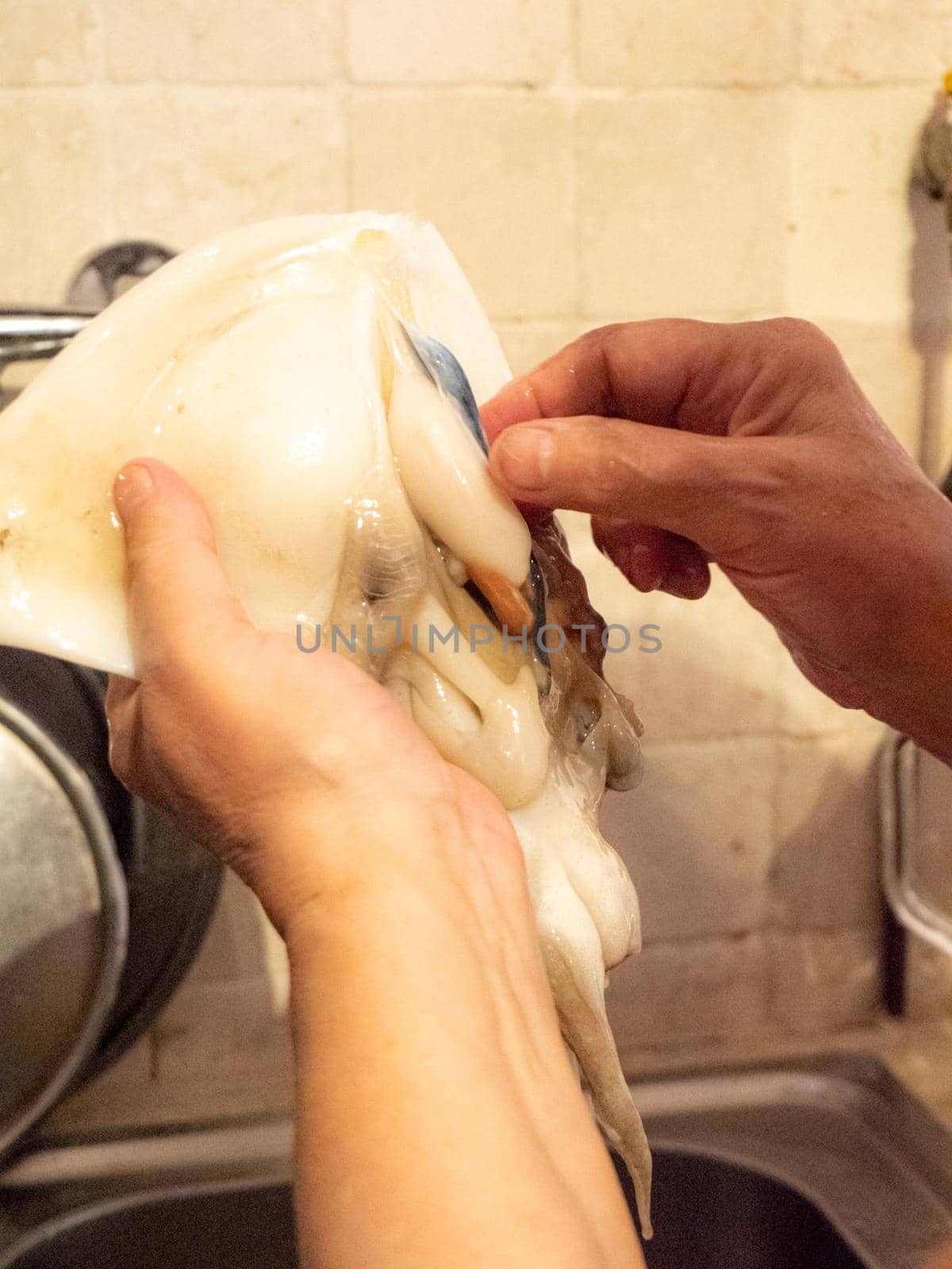 cleaning a raw adriatic cuttlefish at home in Numana, Marche, Italy