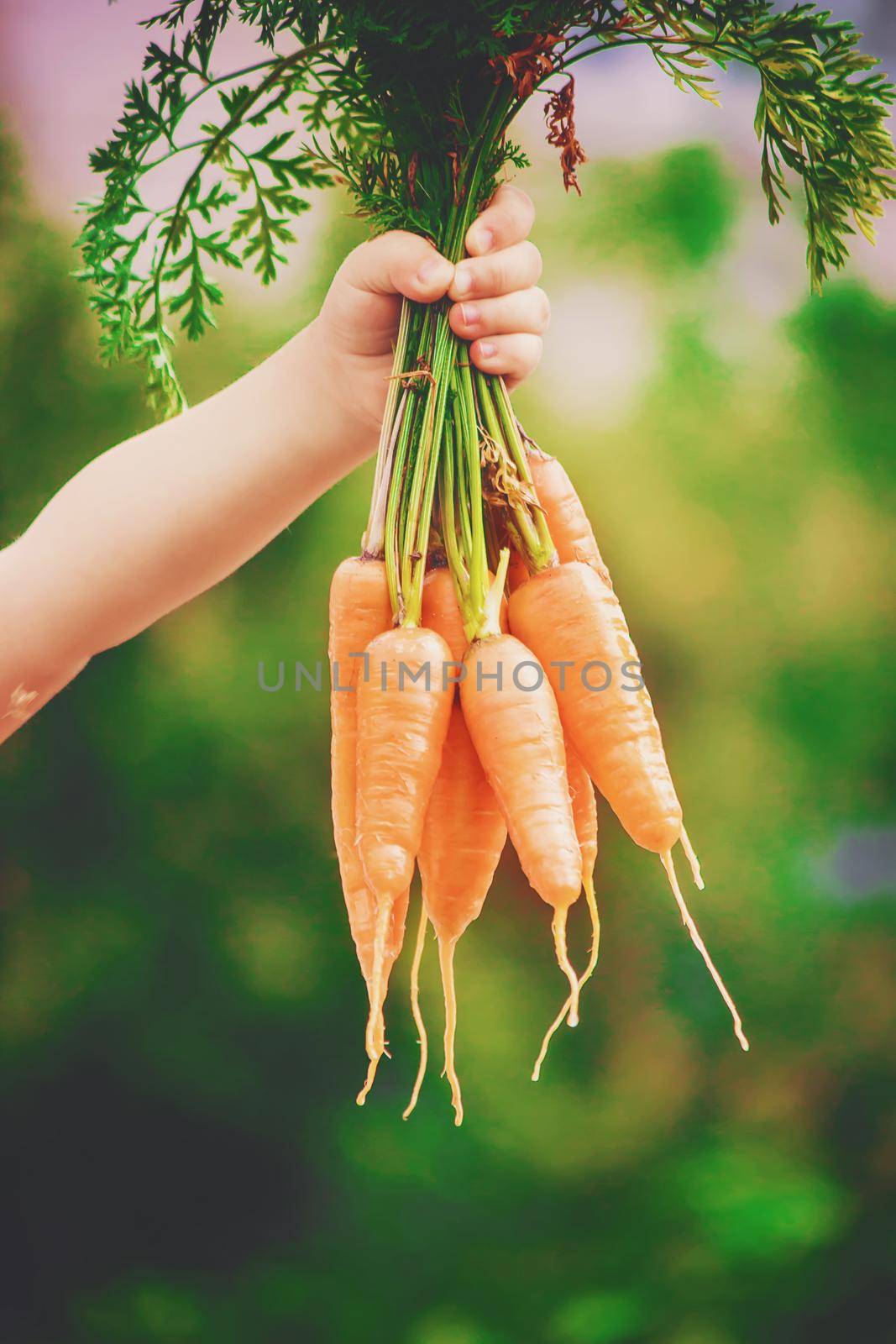 Child and vegetables on the farm. Selective focus. by yanadjana