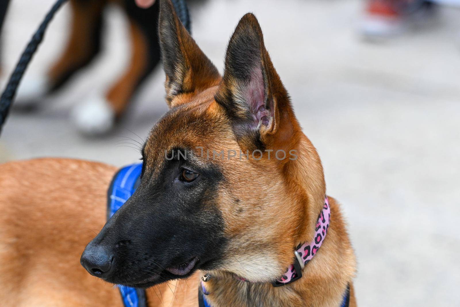 Belgian Shepherd in Cannin Cross race.