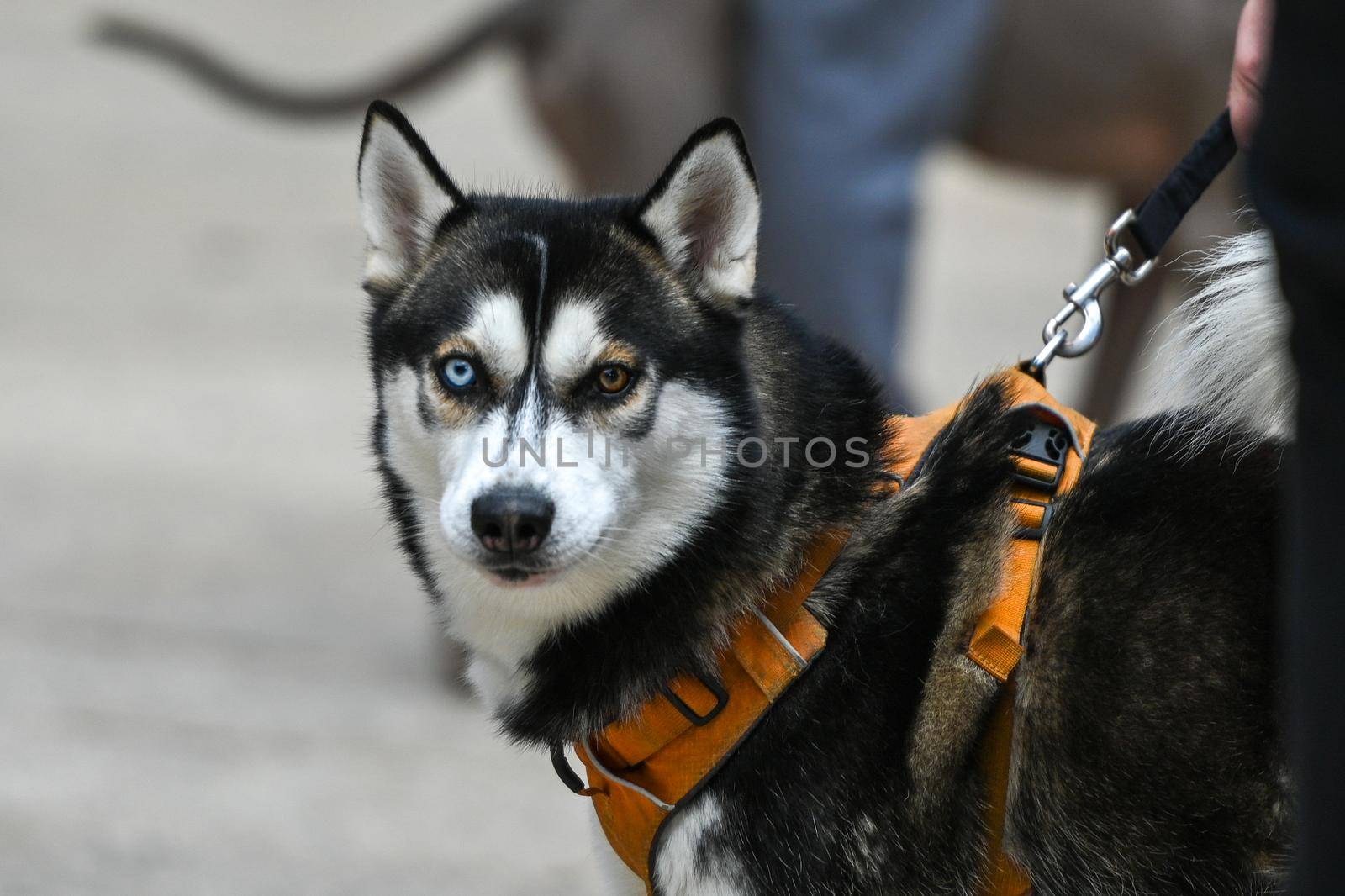 Husky with two colored eyes at the Canning Cross race.