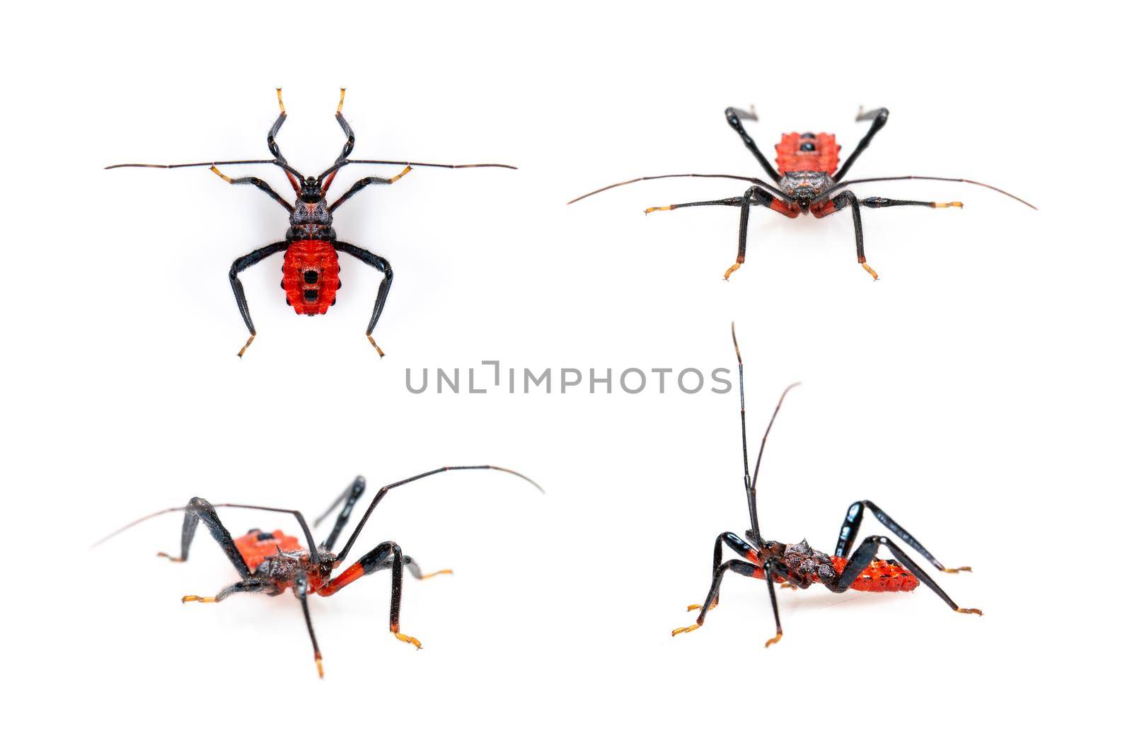 Group of red assassin bug isolated on white background. Animal. Insect.