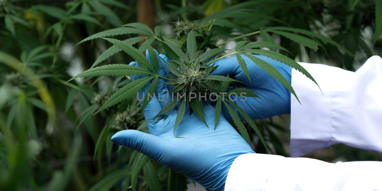 Cannabis leaves holding by hand wearing protecting glove.