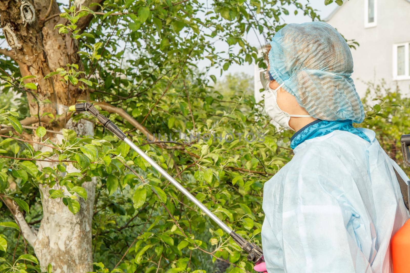 Woman in a protective suit is spraying apple tree from fungal disease or vermin with pressure sprayer and chemicals in the spring orchard.