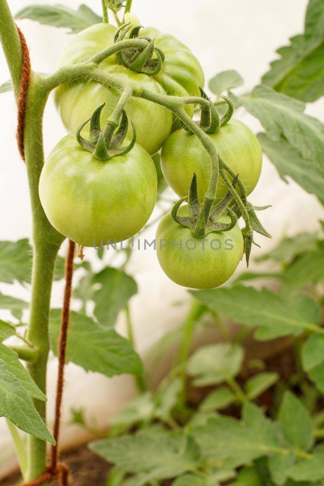 Unripe green tomatoes growing on the garden bed. Tomatoes in the greenhouse with the green fruits. The green tomatoes on a branch.