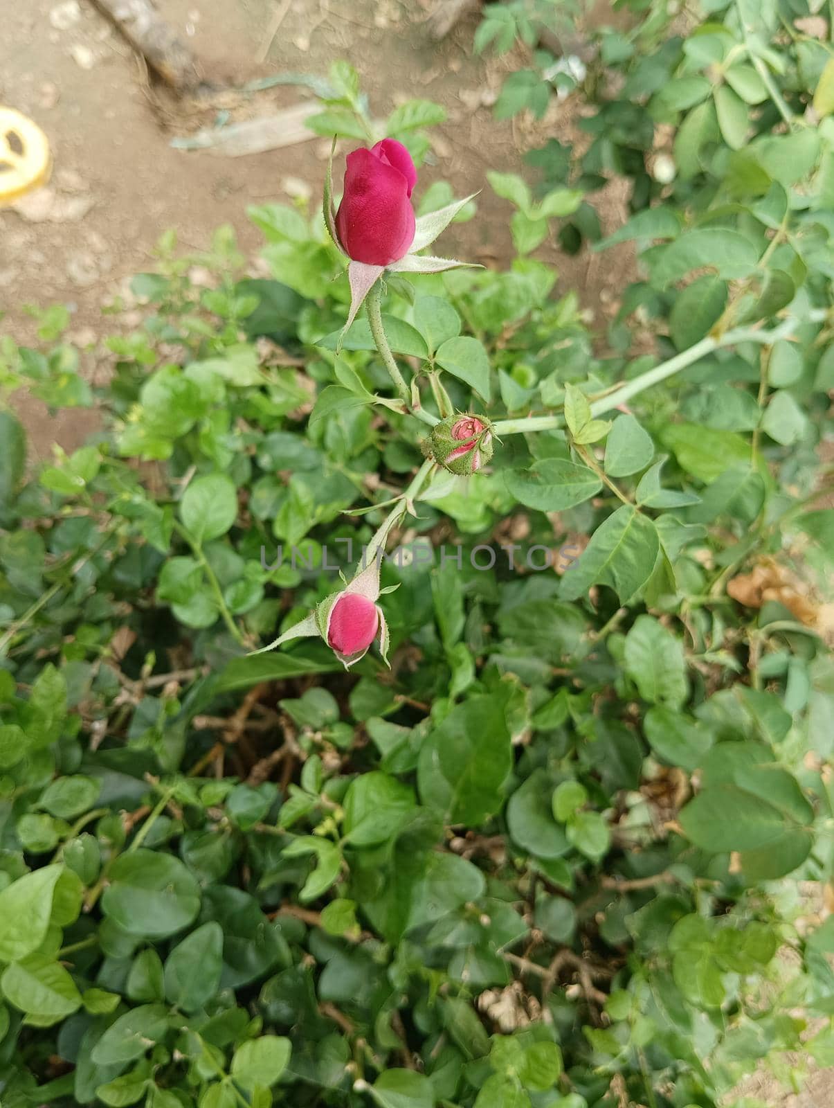 Pink coloured rose and buds in a green leaves plant. Spined leaves in a rosasinensis plant