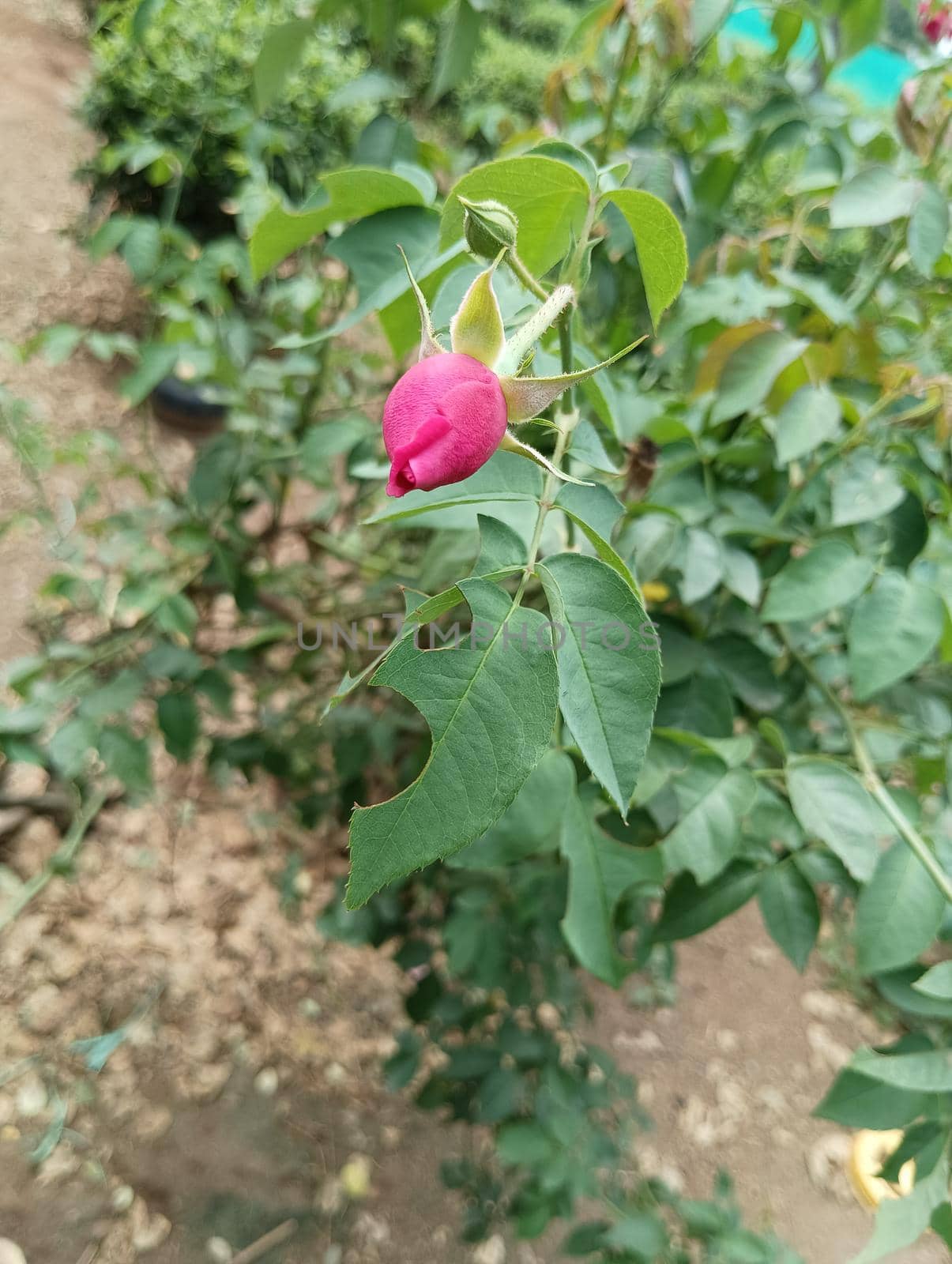 Pink coloured rose and buds in a green leaves plant. Spined leaves in a rosasinensis plant