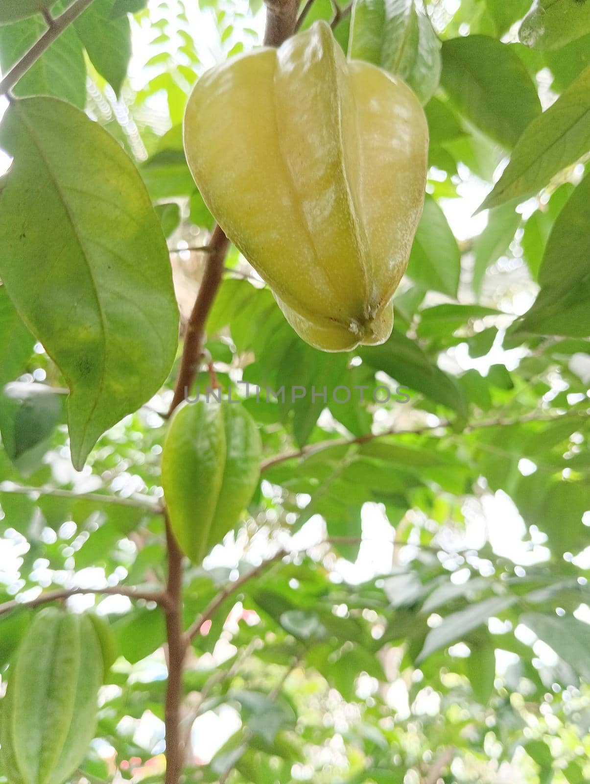 yellow coloured beautiful star fruit in a plant with green leaves. the fruit looks colourful and its just amazing
