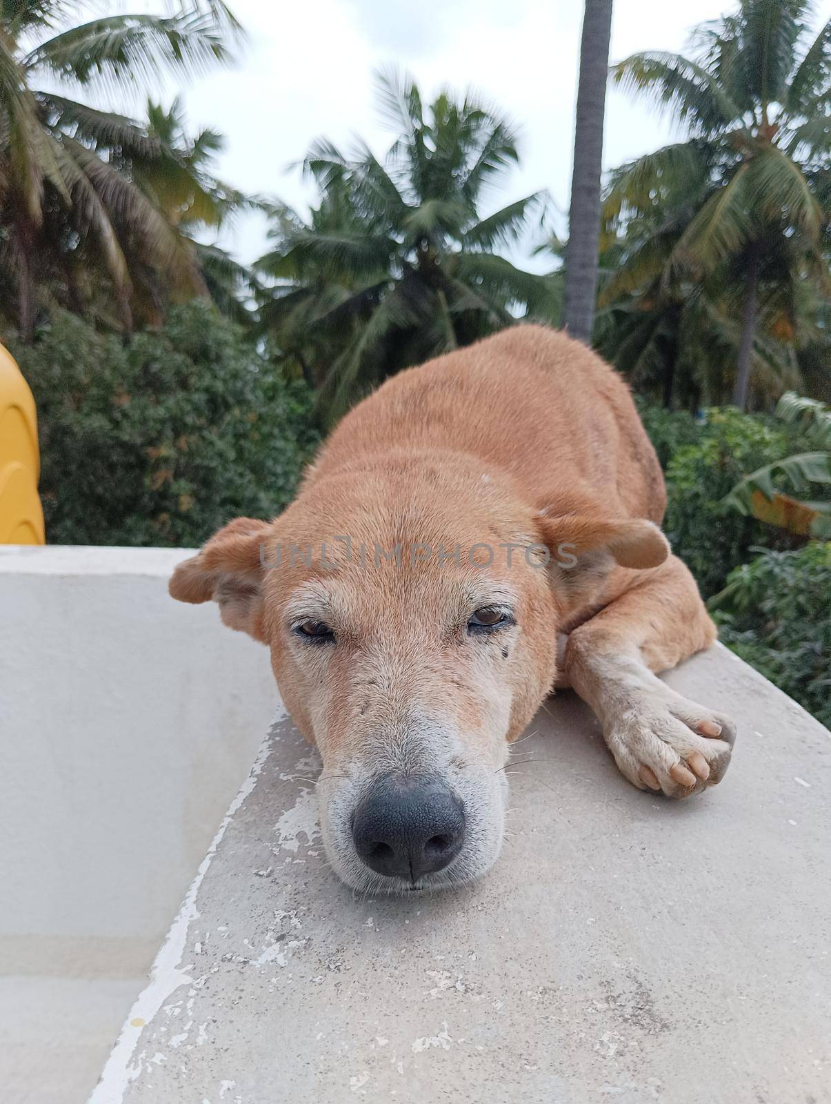 Indian breed brown dog sleeping on the wall.Indigenous breed of dog in india with black noseand white mouth