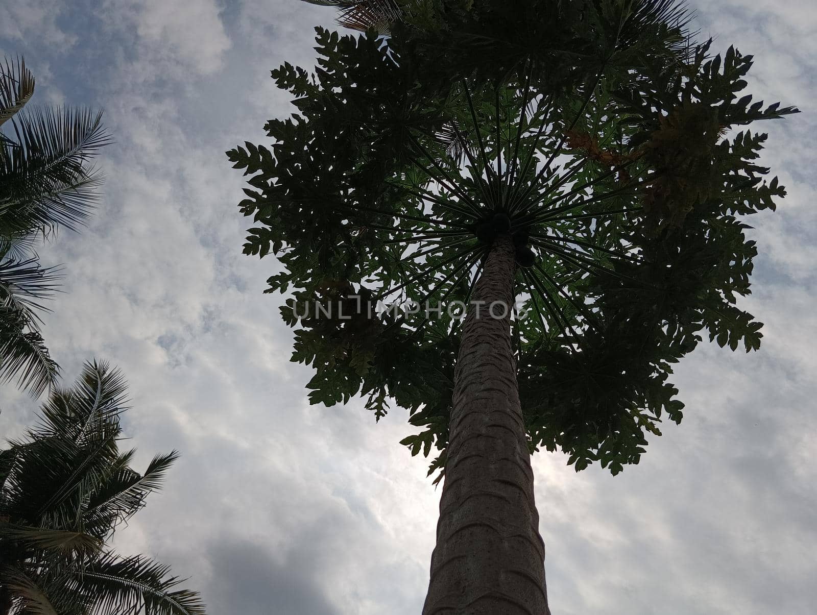 Papaya plant with green leaves and attracting.The view of papaya plant and the sky