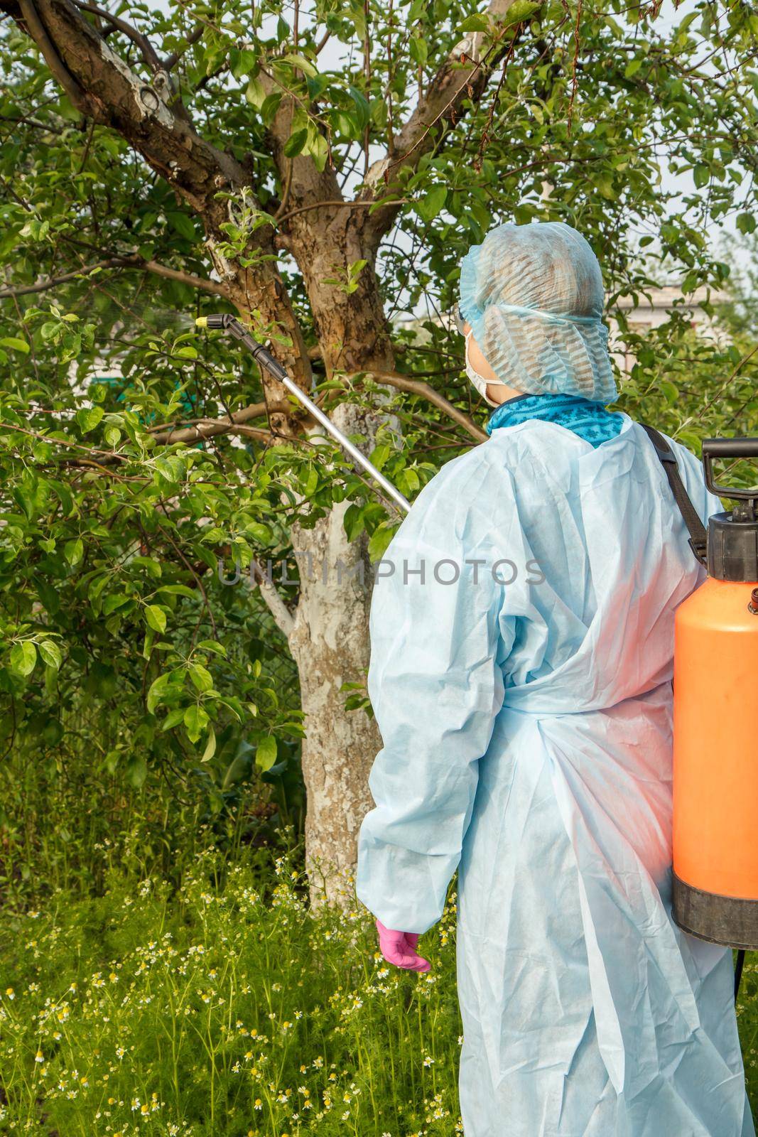 Female farmer in a protective suit is spraying apple trees from fungal disease or vermin with pressure sprayer and chemicals in the spring orchard.