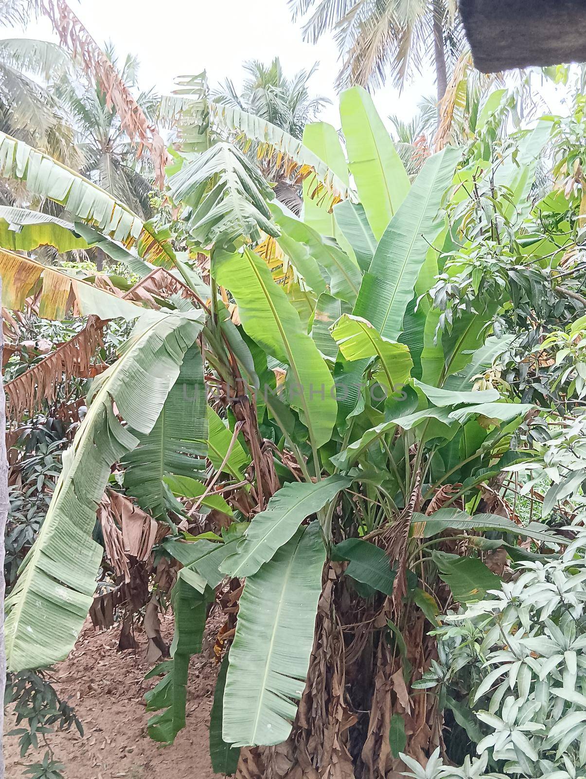 Group of banana trees surrounded by mango and coconut trees.Greenish amazing background makes relaxing