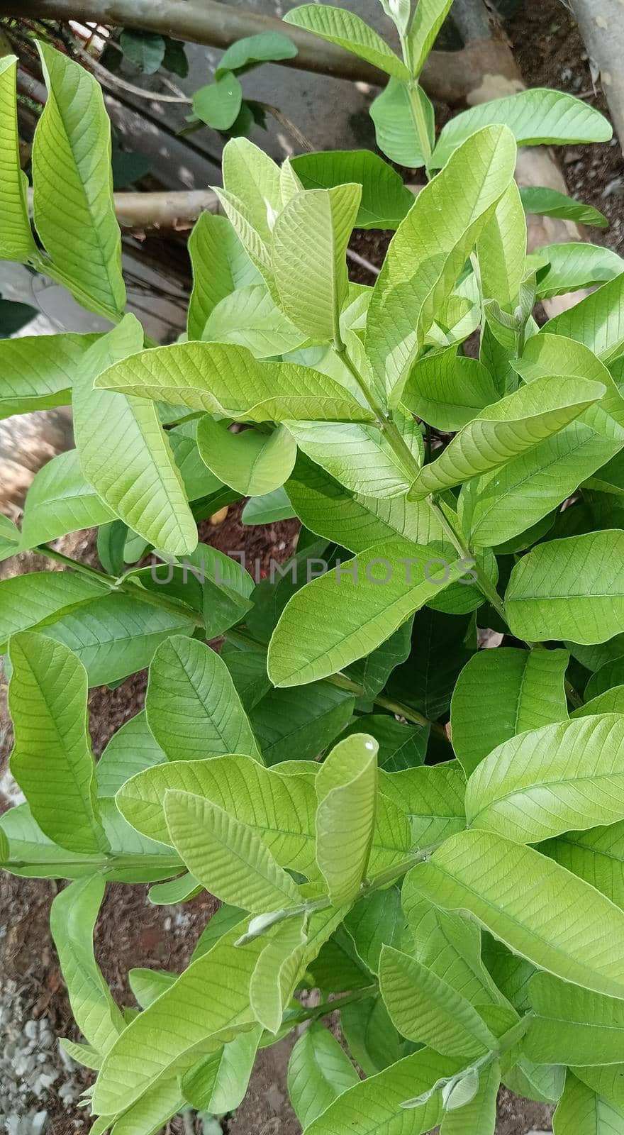 Light green Guava tree leaves in sunlight with clear visiblity of leaves