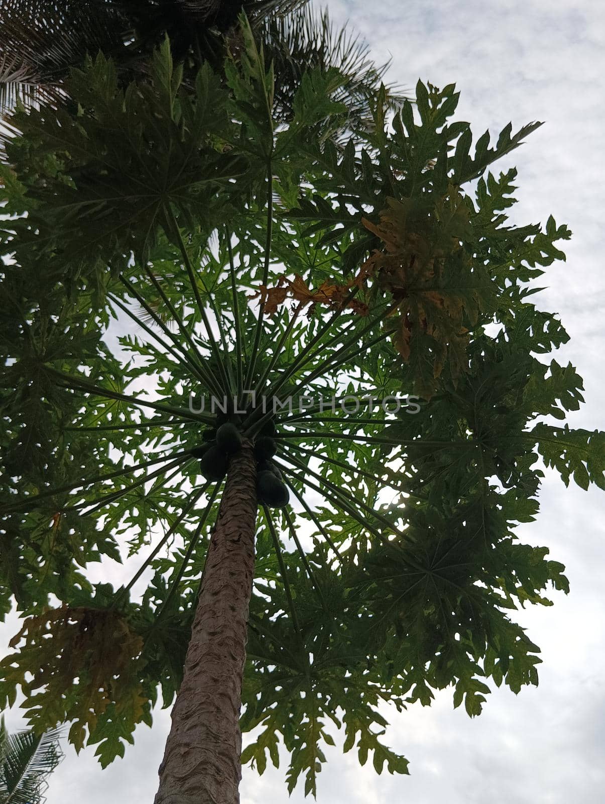 Papaya plant with green leaves and attracting.The view of papaya plant and the sky