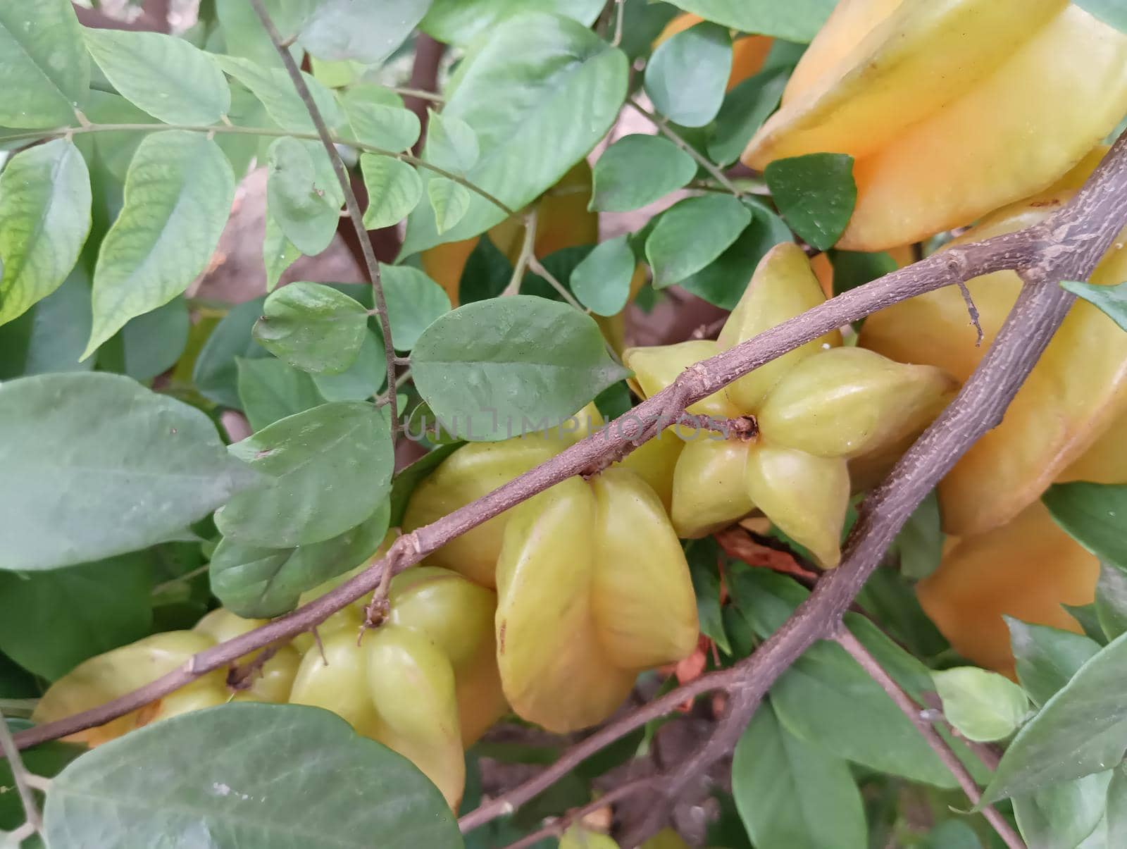 yellow coloured beautiful star fruit in a plant with green leaves. the fruit looks colourful and its just amazing
