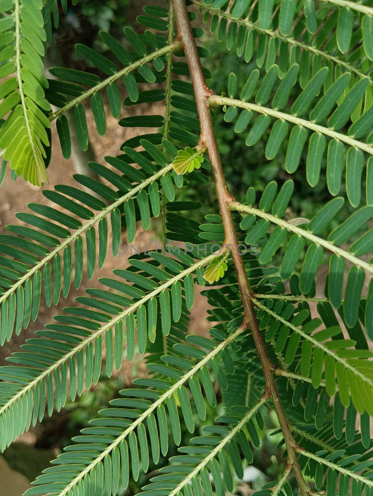 Beautiful amla green leaves in the sunlight.Selective focus of leaves in tree of amla