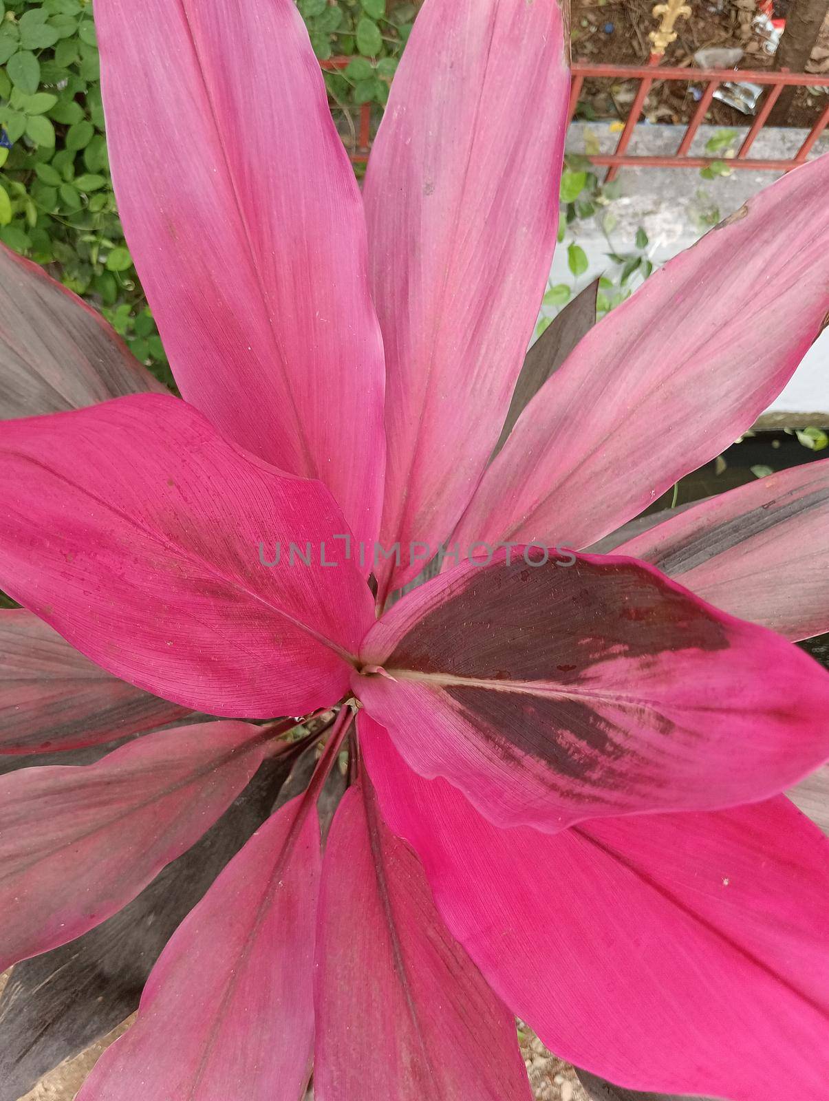 Rose coloured plant with rose petals and fully rose coloured plant with greensish backgroundn botanical name of Cordyline fruticosa