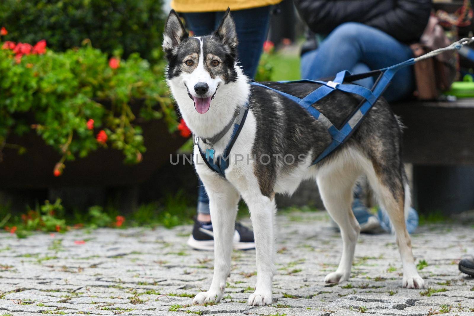 Husky with two colored eyes at the Canning Cross race.