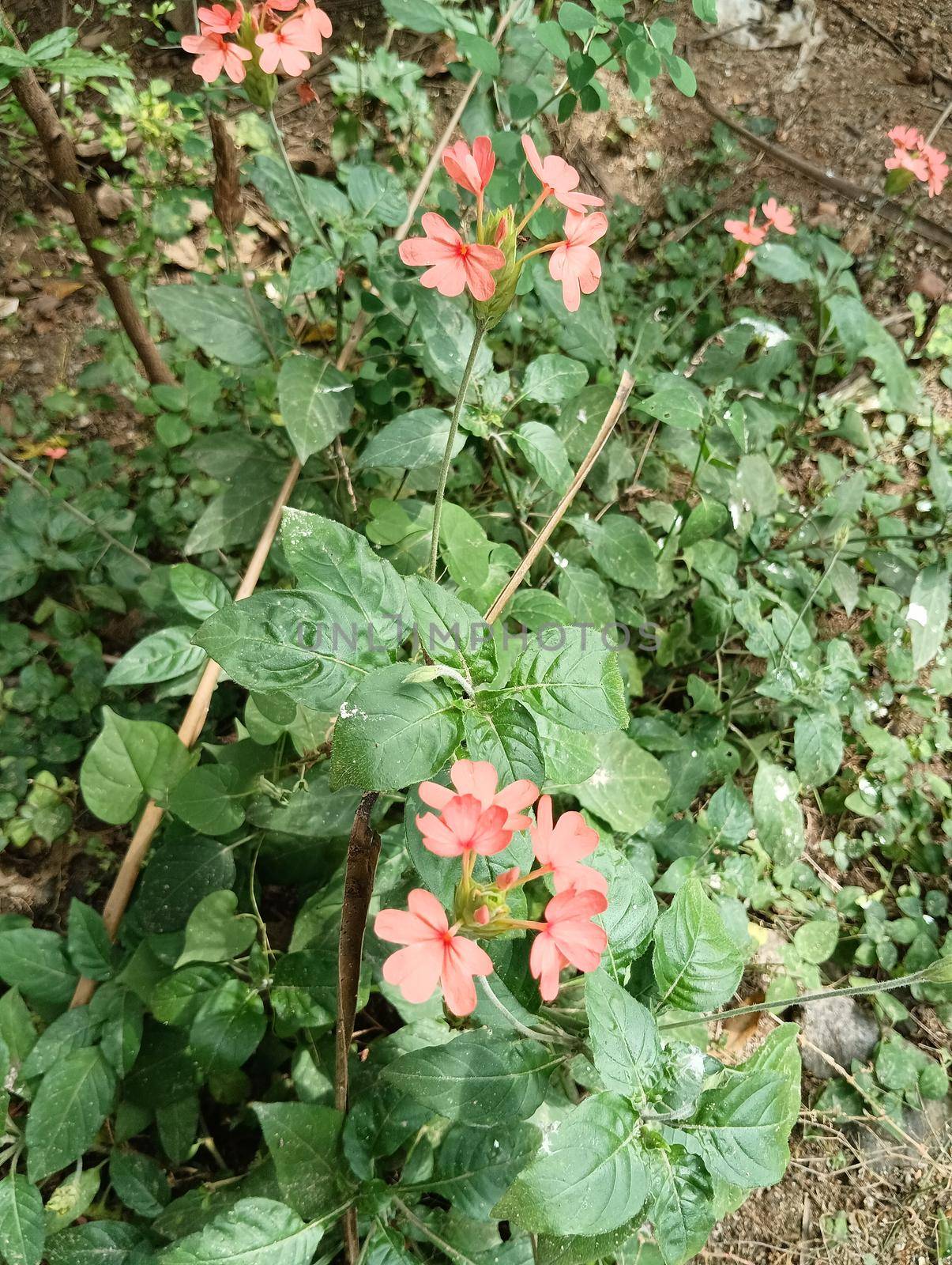Pink coloured firecracker flower or tropical frame flower.Rose coloured flower is amazing in sunlight