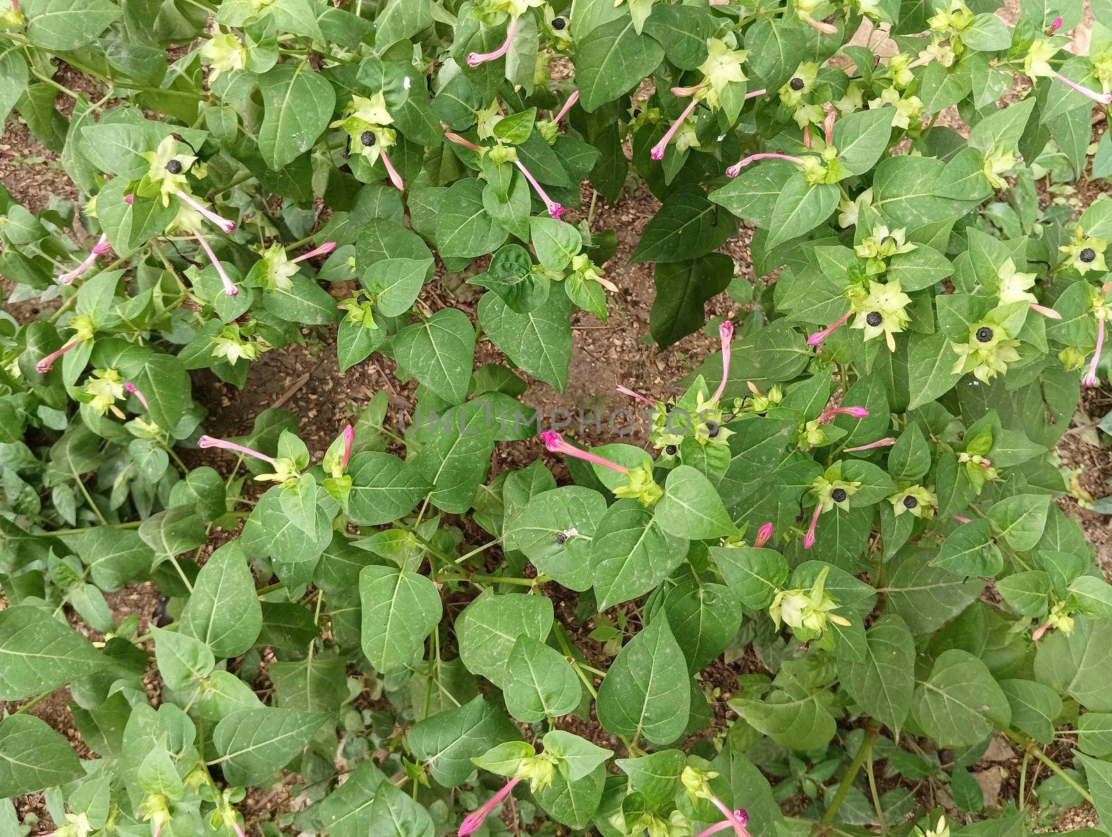 Mirabilis jalapa or 4'o clock plant or marvel of peru with pink flowers and black seeds. High quality photo