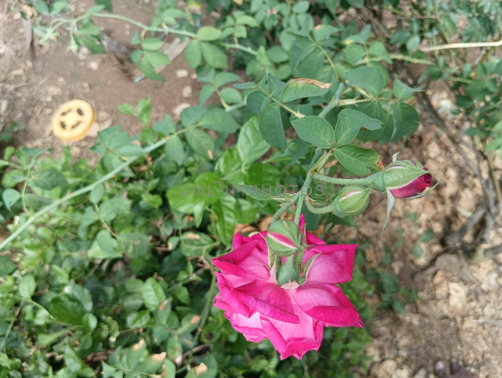 Pink coloured rose and buds in a green leaves plant. Spined leaves in a rosasinensis plant
