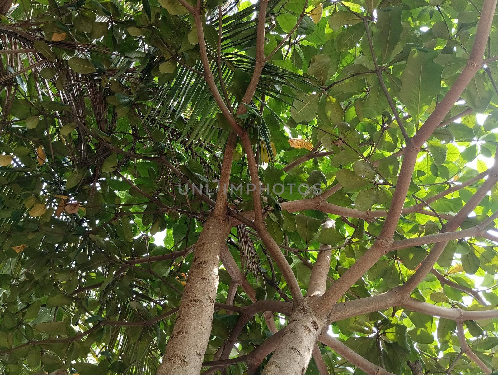 Badam tree green leaves in a live tree view from bottom . High quality photo