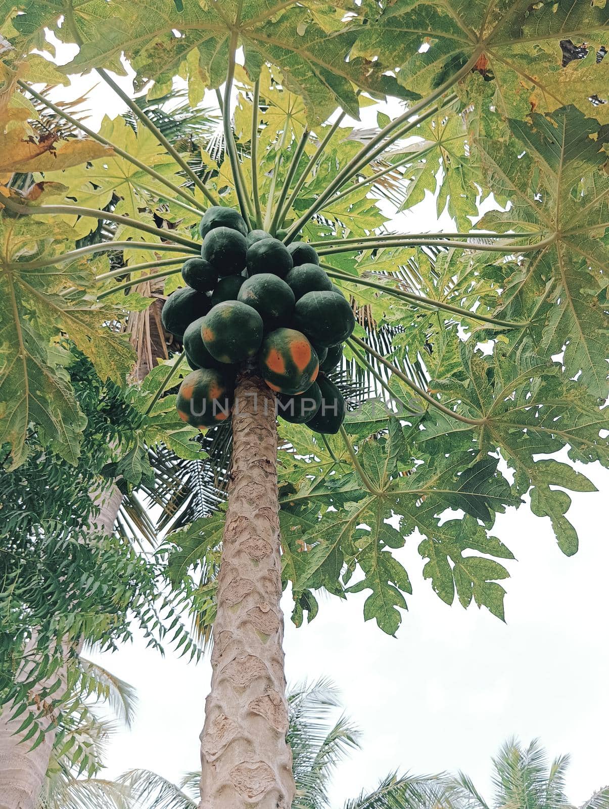 Papaya plant with green leaves and attracting.The view of papaya plant and the sky