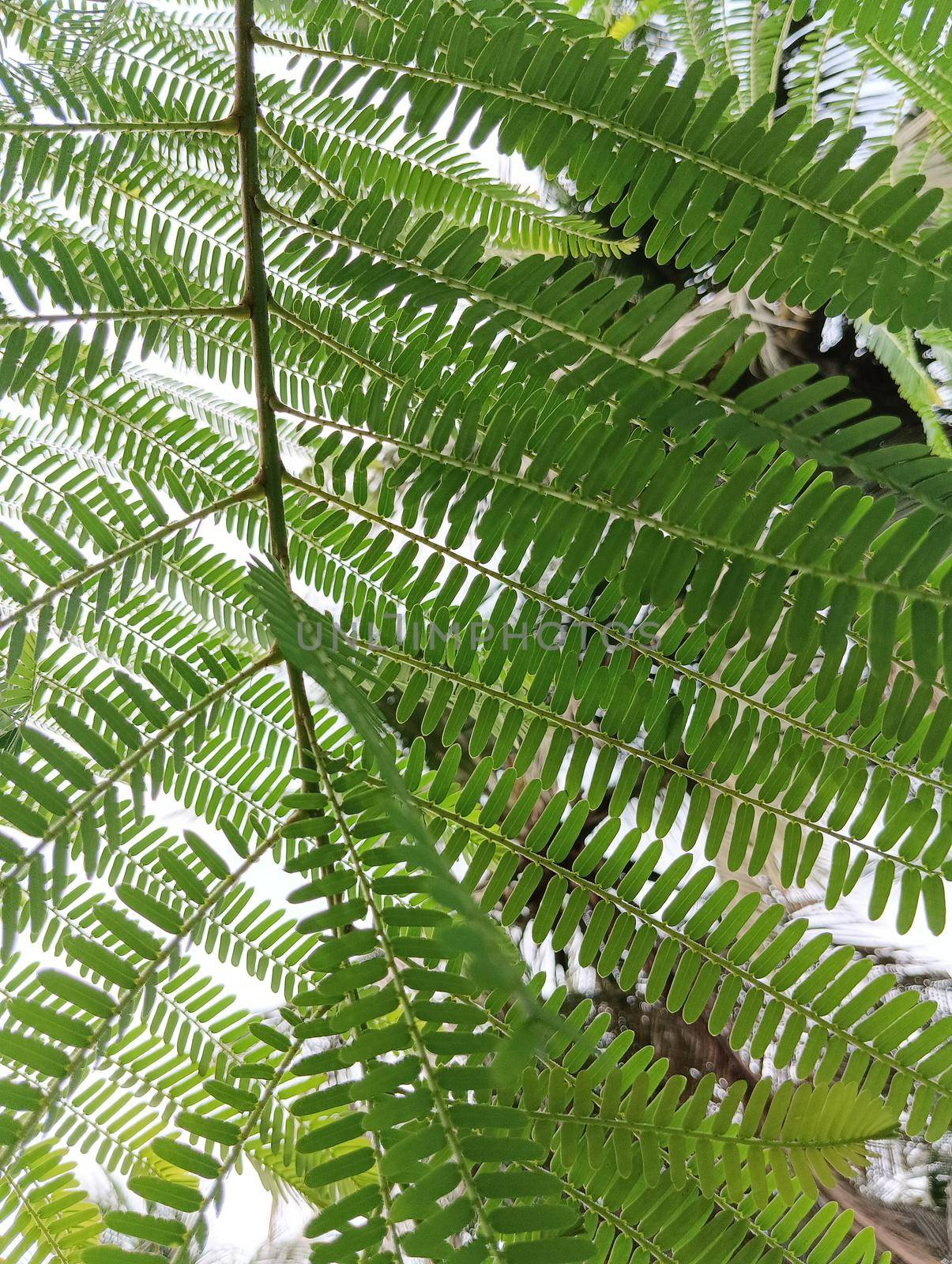 Beautiful amla green leaves in the sunlight.Selective focus of leaves in tree of amla