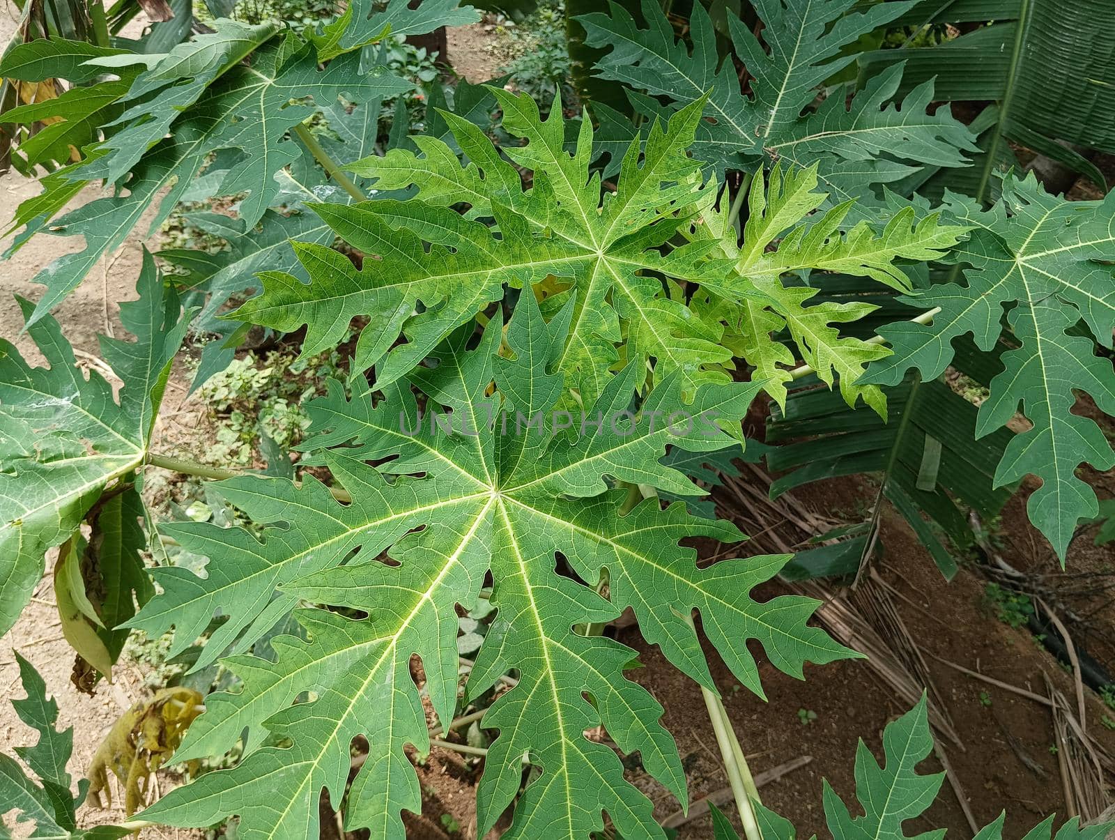 Papaya plant with green leaves and attracting.The view of papaya plant and the sky