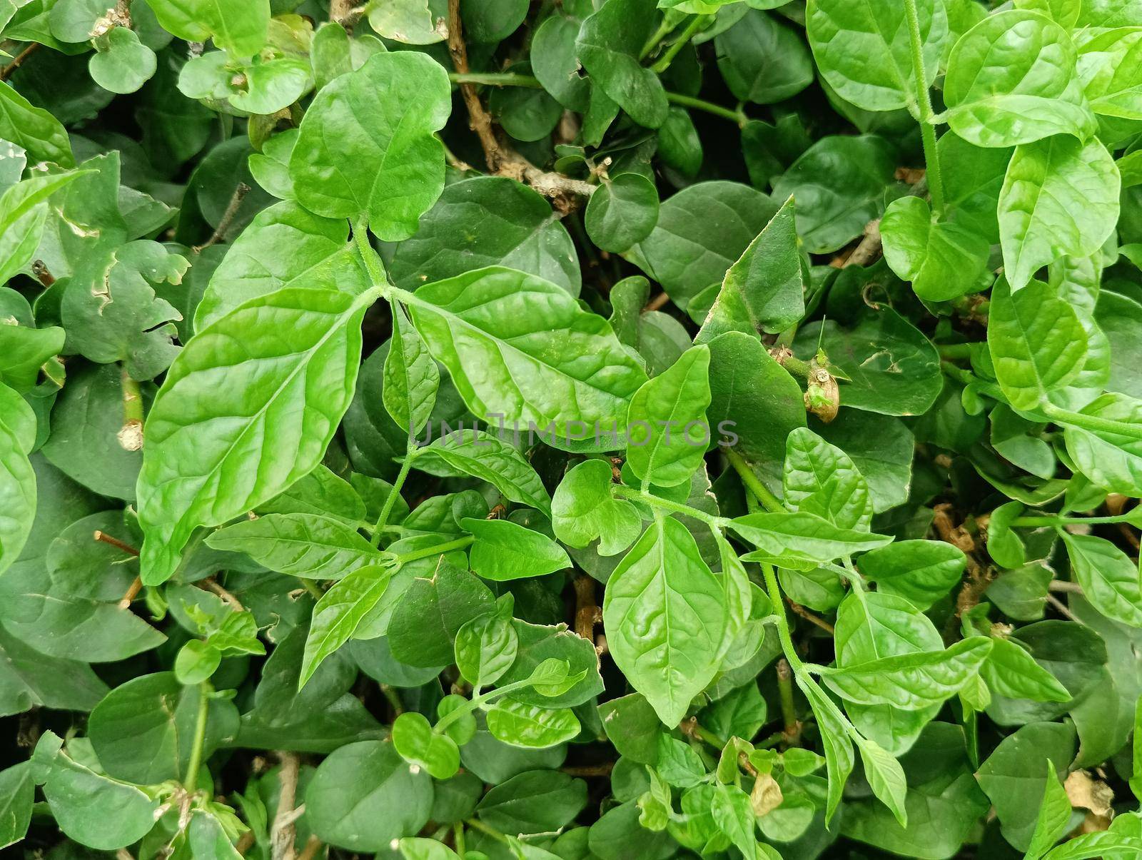 Jasmine flower plant with buds and flowers.Blur photos with green leaves selective focus