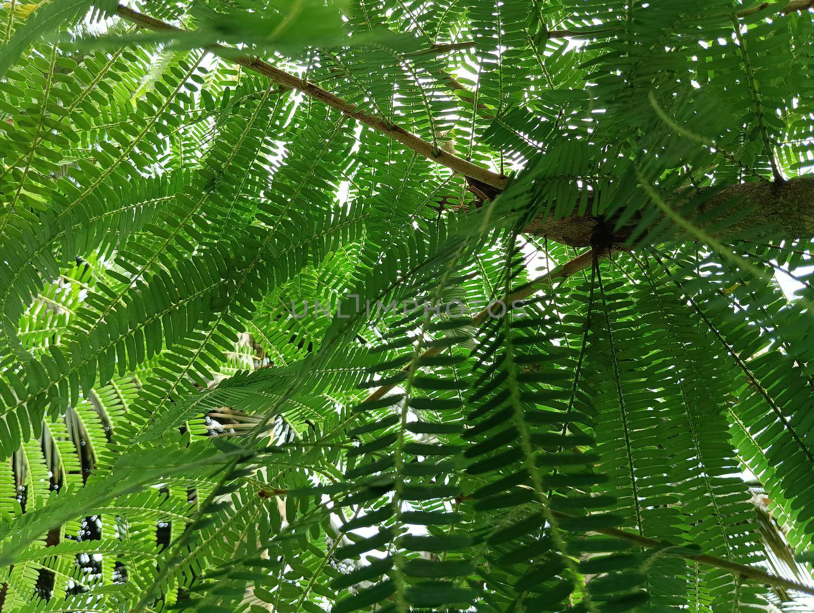 Beautiful amla green leaves in the sunlight.Selective focus of leaves in tree of amla