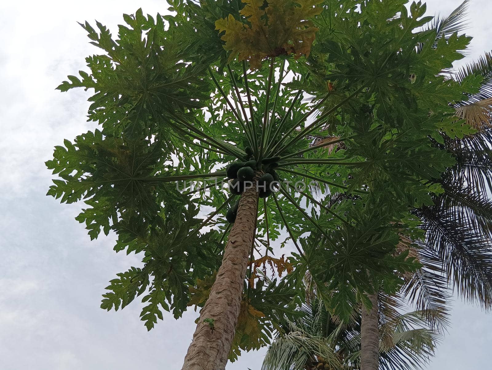 Papaya plant with green leaves and attracting.The view of papaya plant and the sky