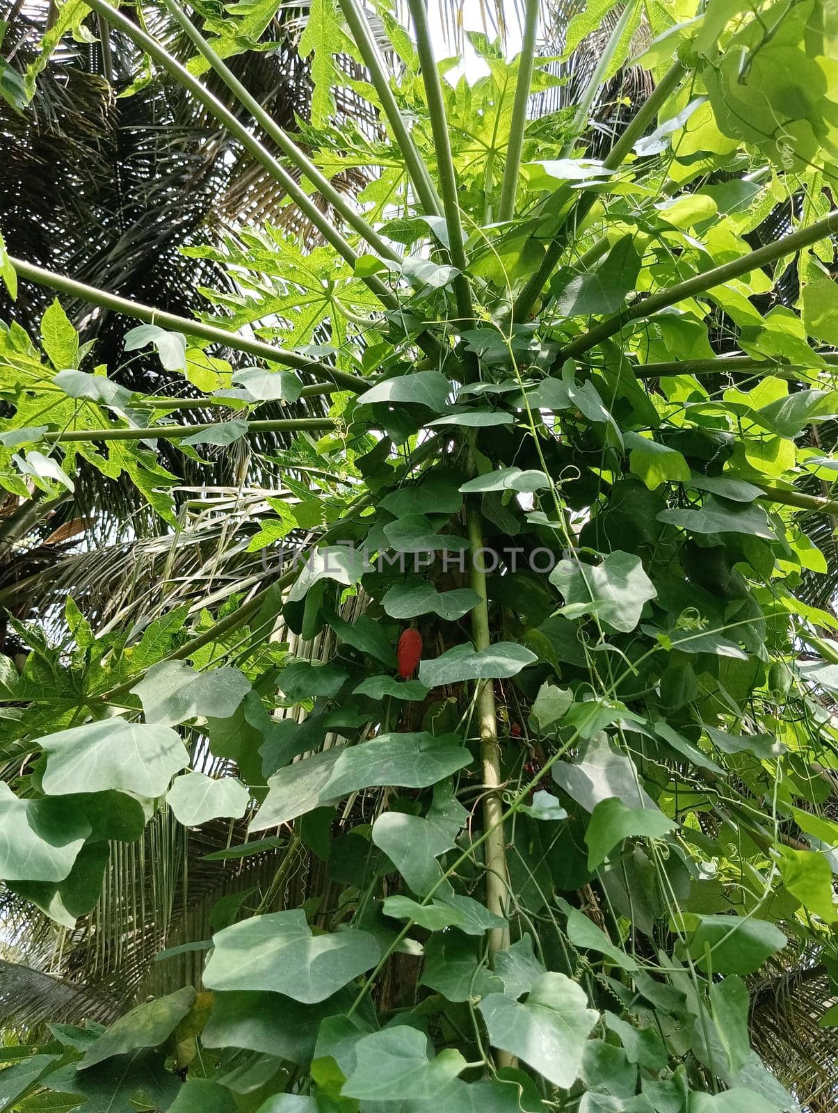 Papaya plant with papaya green leaves. nice shaped leaves