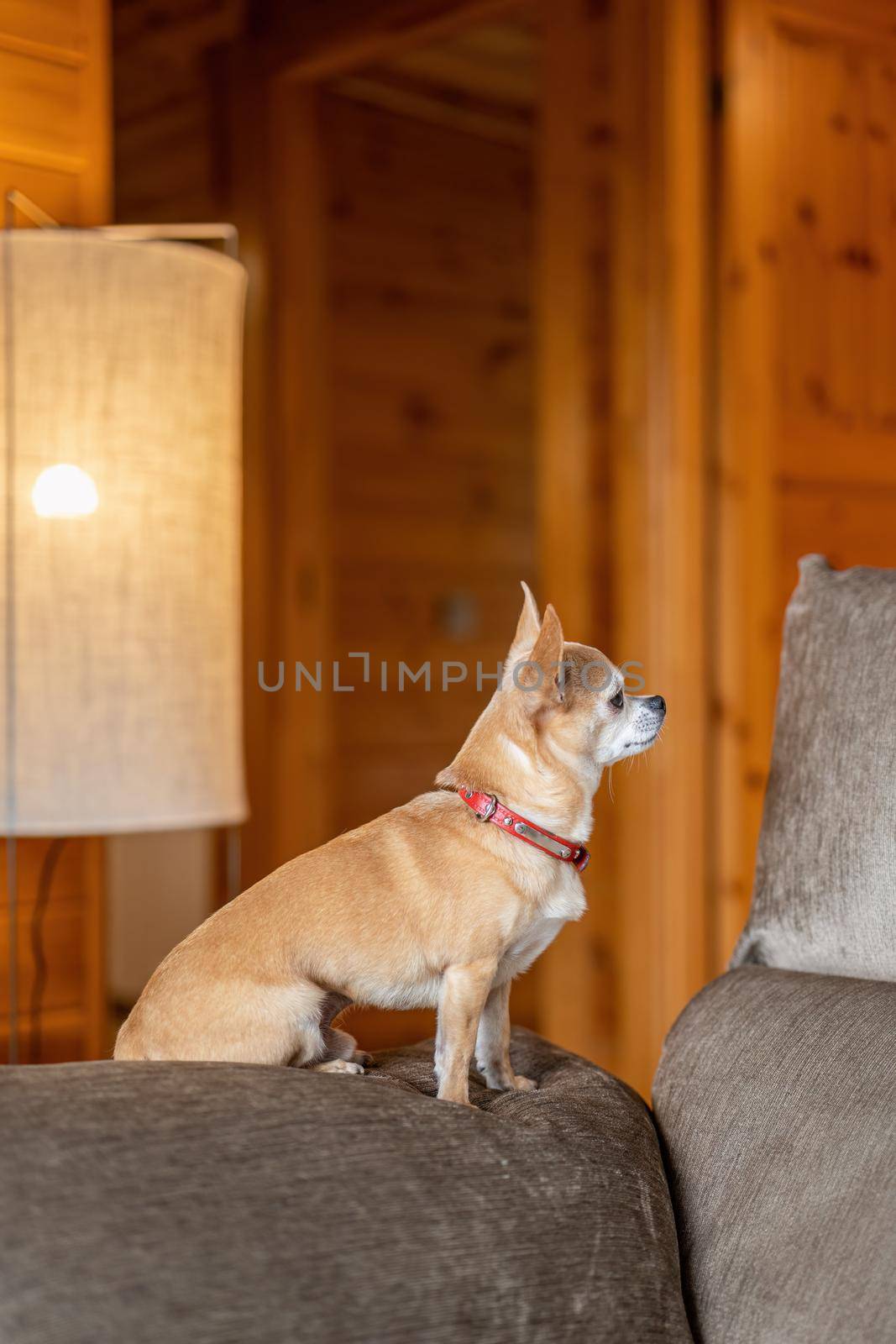 An old toy terrier sitting on a sofa. Small dog in cozy interior at home