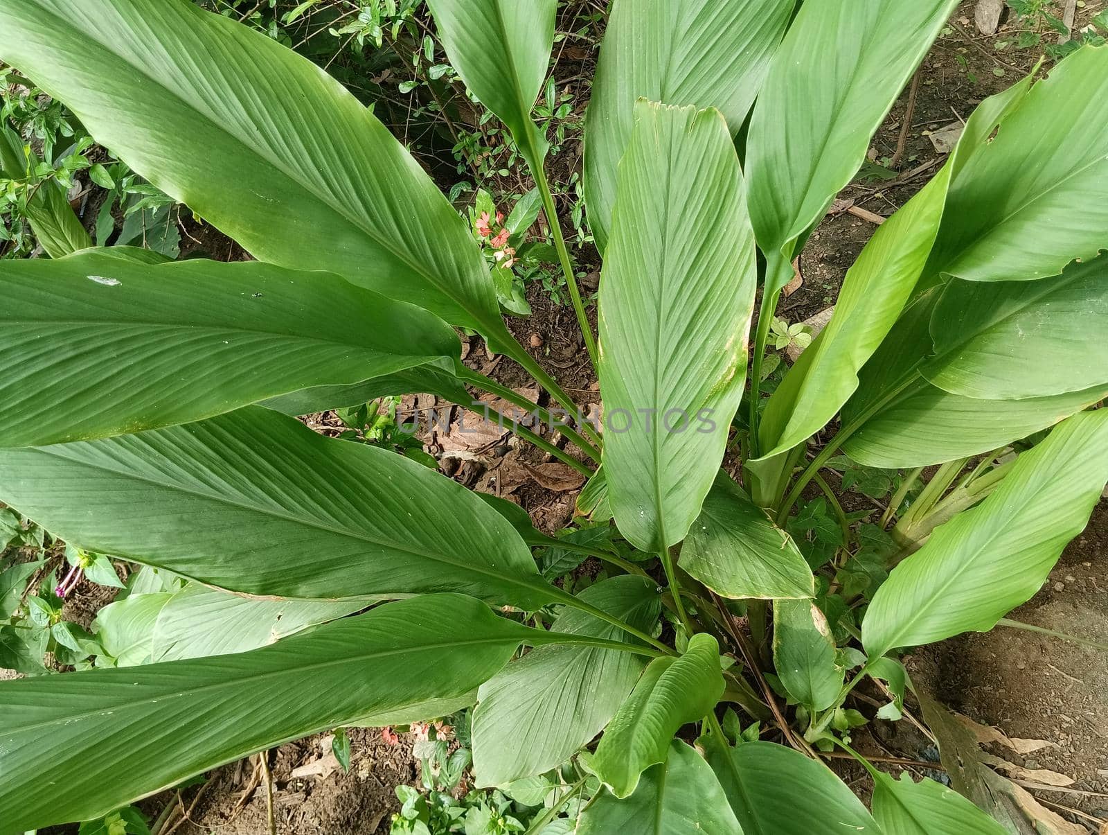 Leaves of Live Turmeric plant in the ground.Top view of the plant. High quality photo