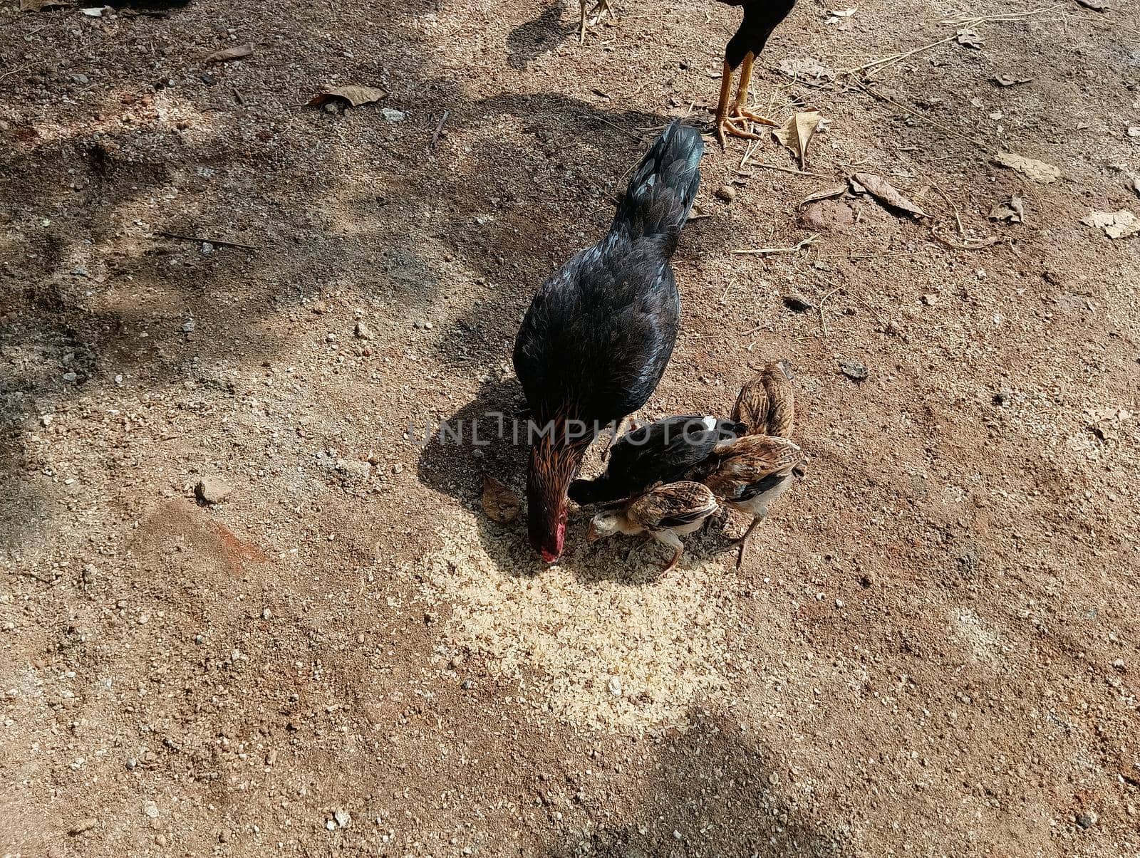 Chickens and their young ones eating food in poultry.Small chickens and others are keen on eating raw uncooked rice