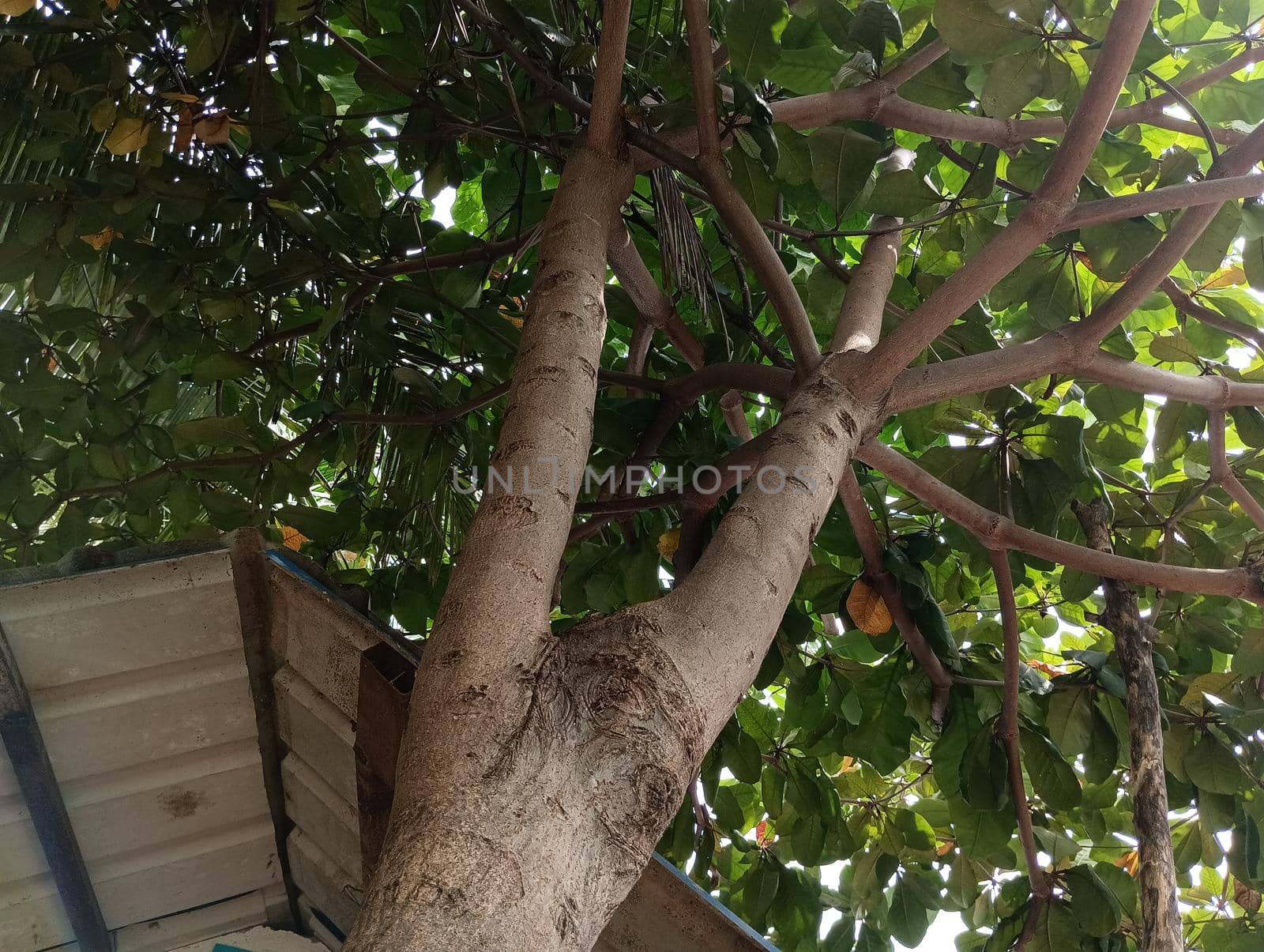 Badam tree green leaves in a live tree view from bottom . High quality photo
