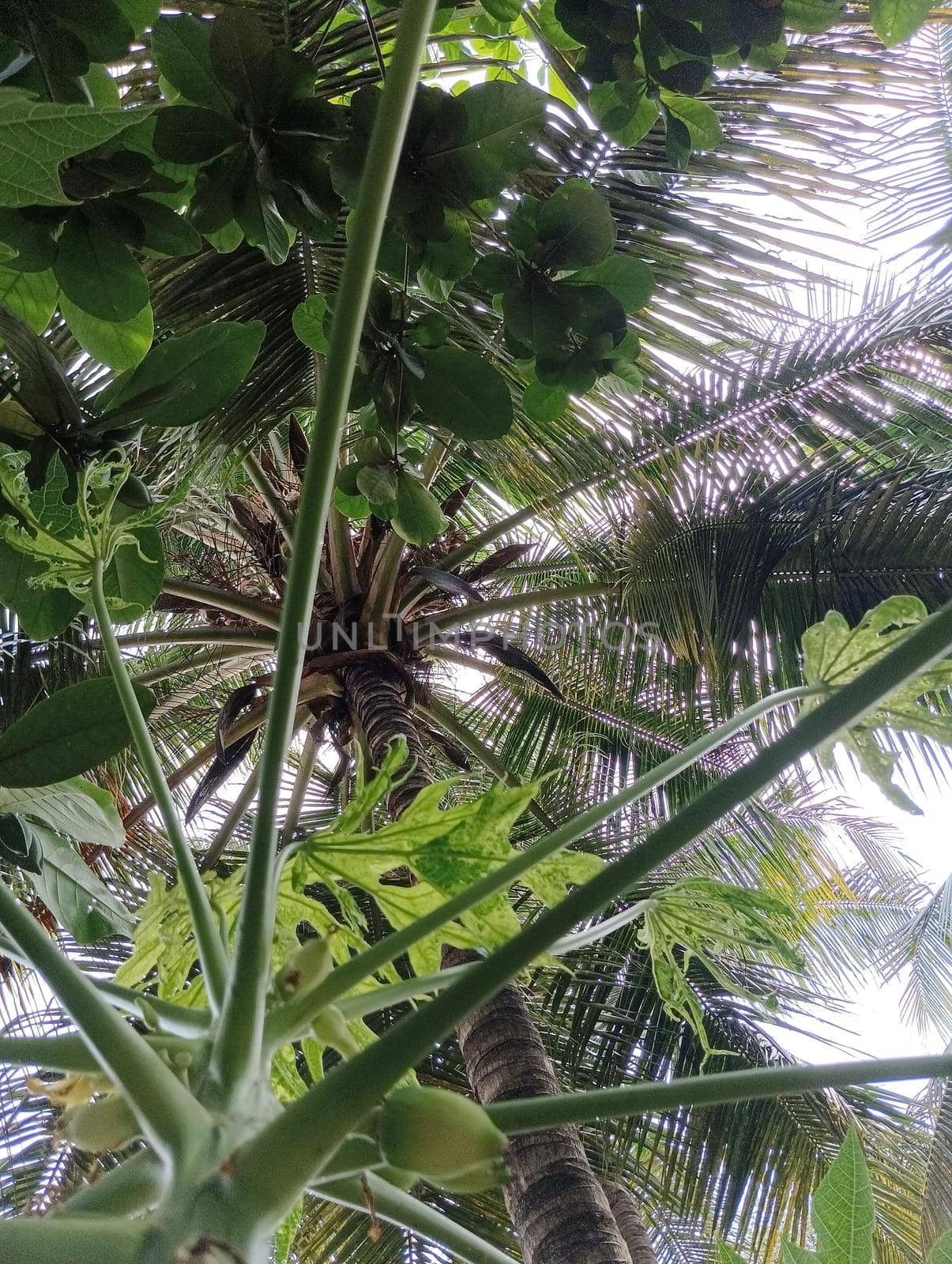 The view of coconut and papaya tree from bottom.This photo has a view of two trees
