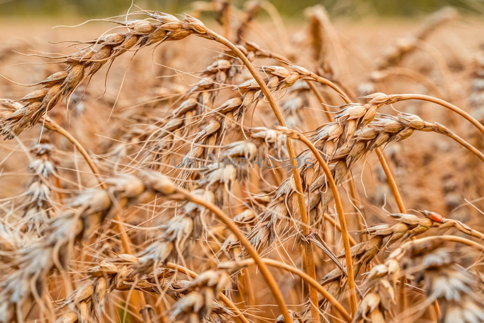 Golden Cereal field with ears of wheat,Agriculture farm and farming concept.Harvest.Wheat field.Rural Scenery.Ripening ears.Rancho harvest Concept.Ripe ears of wheat.Cereal crop.Bread, rye and grain by YevgeniySam