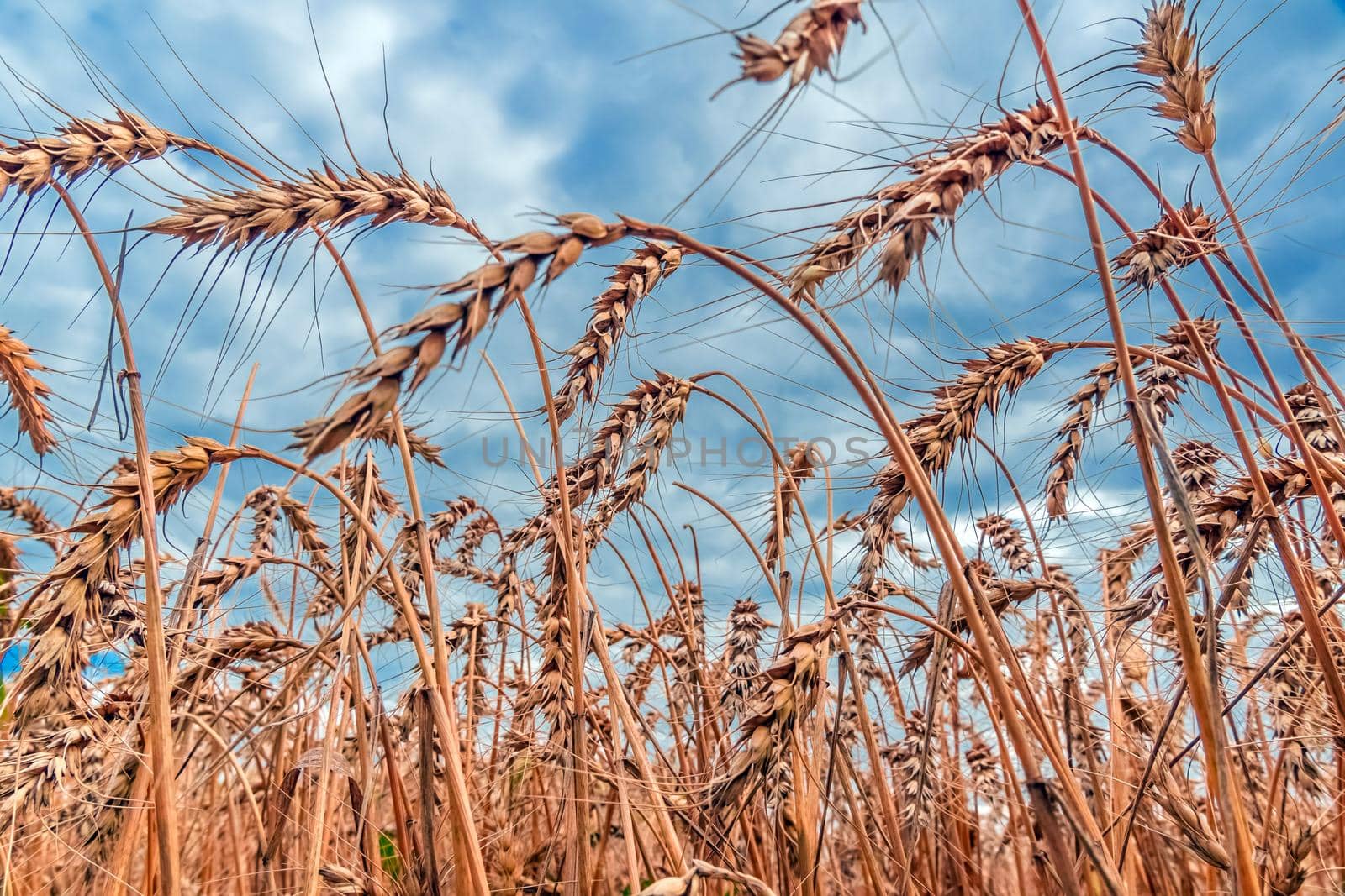 Golden Cereal field with ears of wheat,Agriculture farm and farming concept.Harvest.Wheat field.Rural Scenery.Ripening ears.Rancho harvest Concept.Ripe ears of wheat.Cereal crop.Bread, rye and grain by YevgeniySam