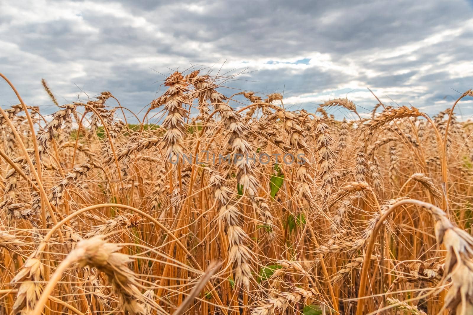 Golden Cereal field with ears of wheat,Agriculture farm and farming concept.Harvest.Wheat field.Rural Scenery.Ripening ears.Rancho harvest Concept.Ripe ears of wheat.Cereal crop.Bread, rye and grain