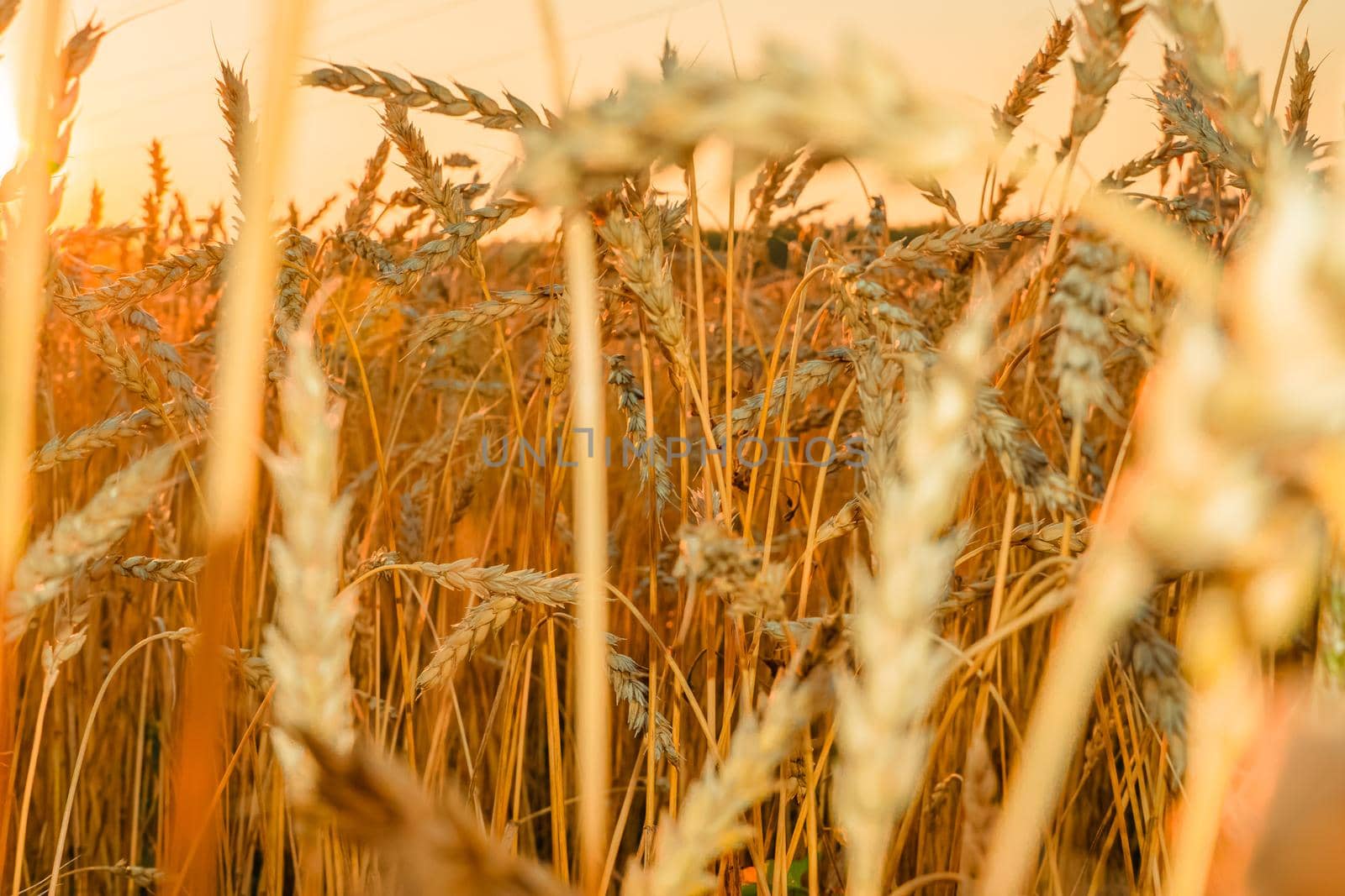 Golden Cereal field with ears of wheat,Agriculture farm and farming concept.Harvest.Wheat field.Rural Scenery.Ripening ears.Rancho harvest Concept.Ripe ears of wheat.Cereal crop.Bread, rye and grain by YevgeniySam