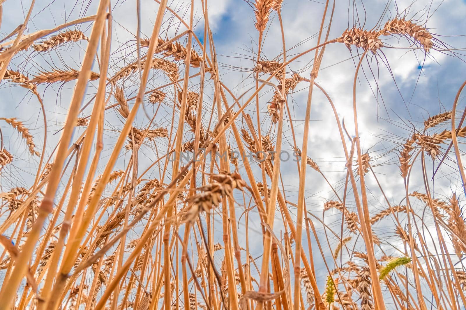 Golden Cereal field with ears of wheat,Agriculture farm and farming concept.Harvest.Wheat field.Rural Scenery.Ripening ears.Rancho harvest Concept.Ripe ears of wheat.Cereal crop.Bread, rye and grain by YevgeniySam