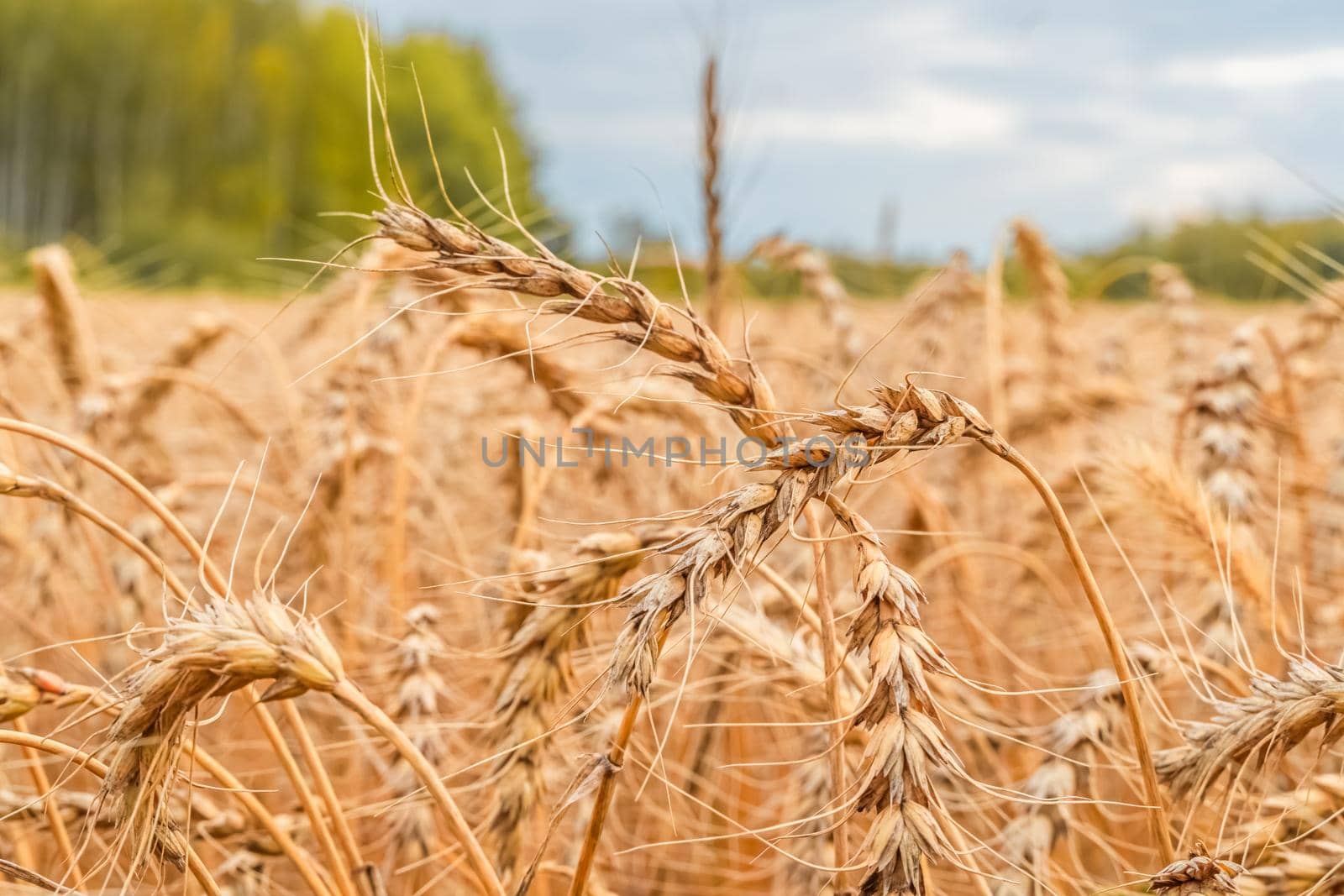 Golden Cereal field with ears of wheat,Agriculture farm and farming concept.Harvest.Wheat field.Rural Scenery.Ripening ears.Rancho harvest Concept.Ripe ears of wheat.Cereal crop.Bread, rye and grain