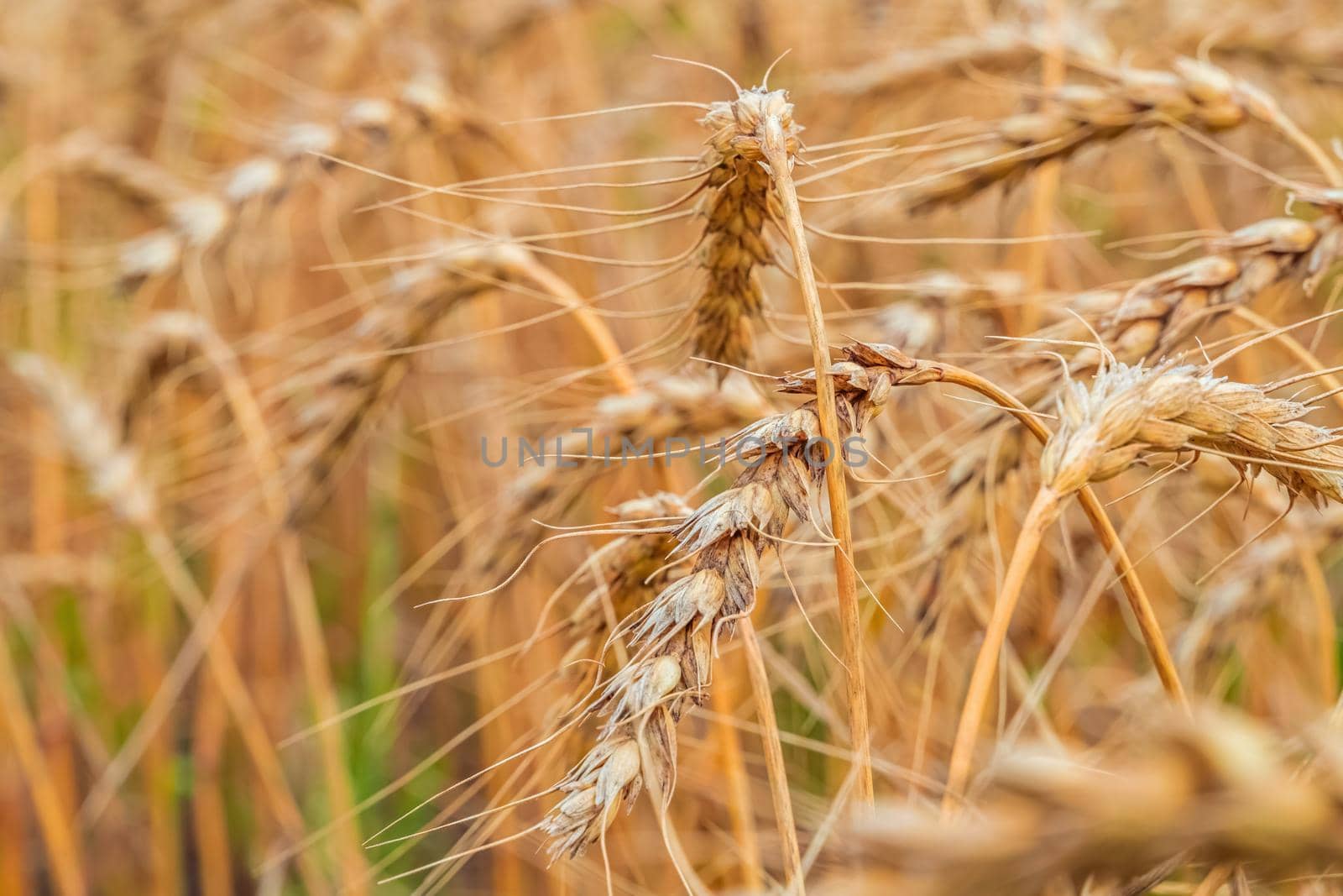 Golden Cereal field with ears of wheat,Agriculture farm and farming concept.Harvest.Wheat field.Rural Scenery.Ripening ears.Rancho harvest Concept.Ripe ears of wheat.Cereal crop.Bread, rye and grain by YevgeniySam