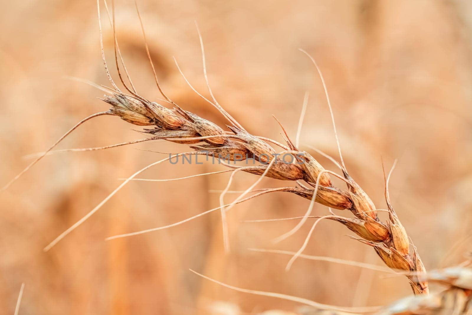 Golden Cereal field with ears of wheat,Agriculture farm and farming concept.Harvest.Wheat field.Rural Scenery.Ripening ears.Rancho harvest Concept.Ripe ears of wheat.Cereal crop.Bread, rye and grain by YevgeniySam